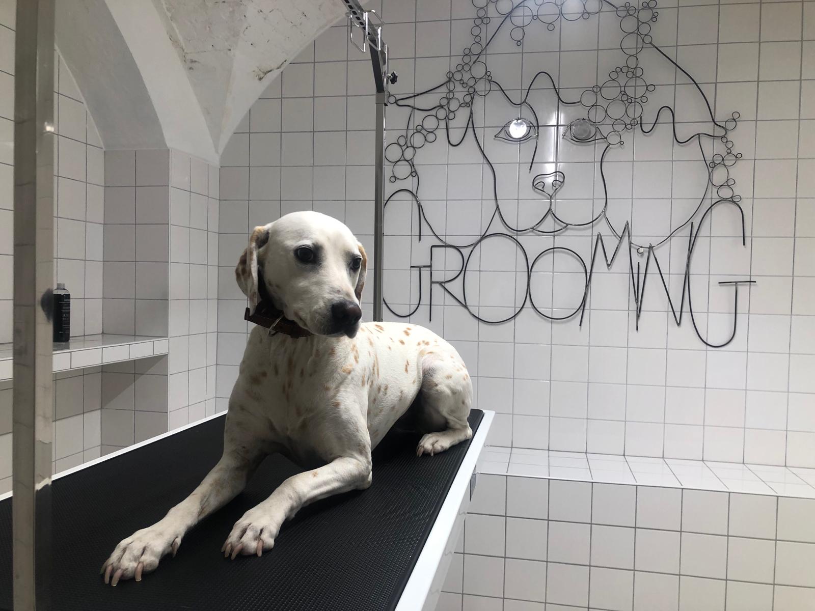 Alpha: abre em Paris uma creche para cães, um spa e um hotel de luxo para  gatos 