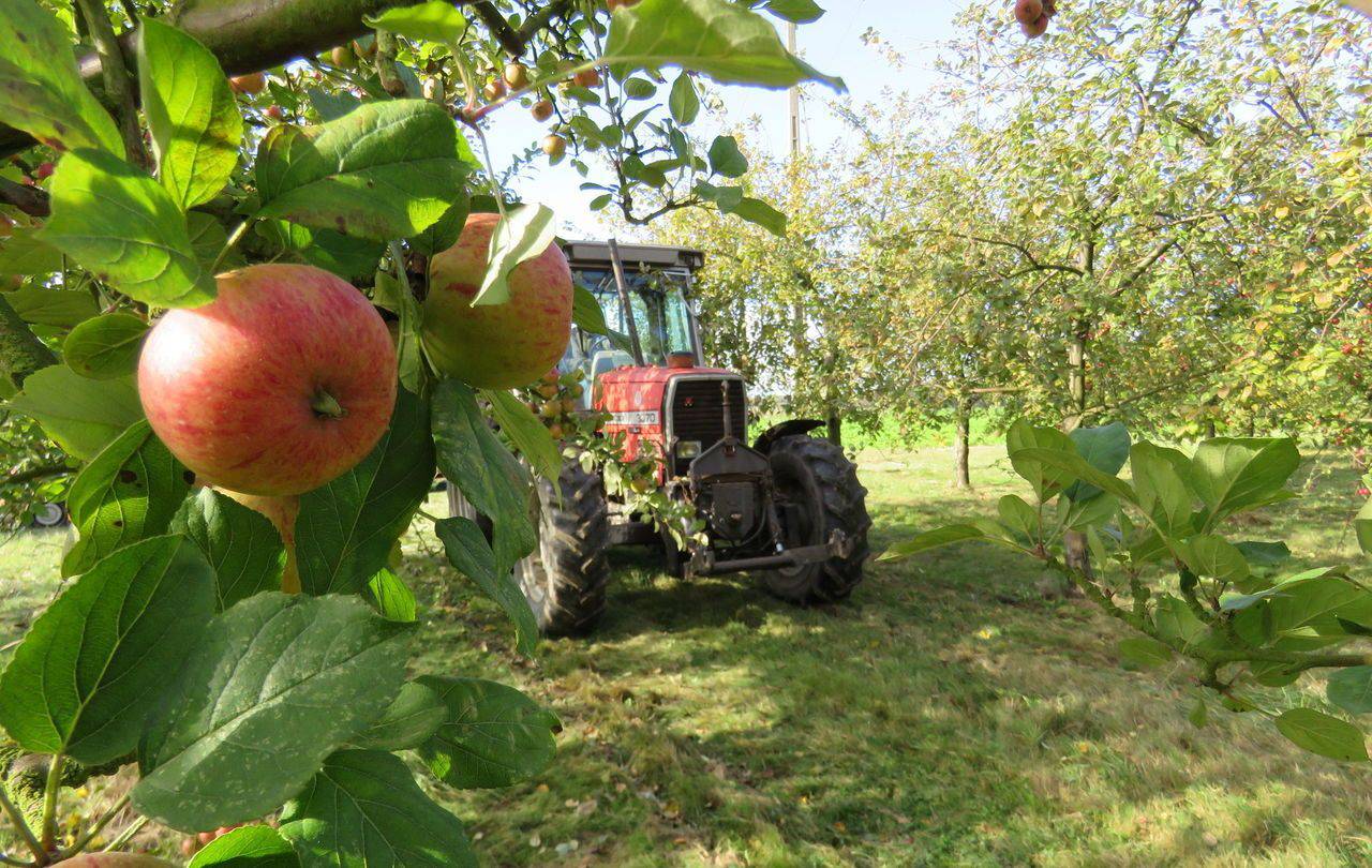 <b></b> Dans un verger en Seine-et-Marne, cette année. Le jury départagera une vingtaine de concurrents pour dire qui fait le fait meilleur cidre francilien 2 016. 