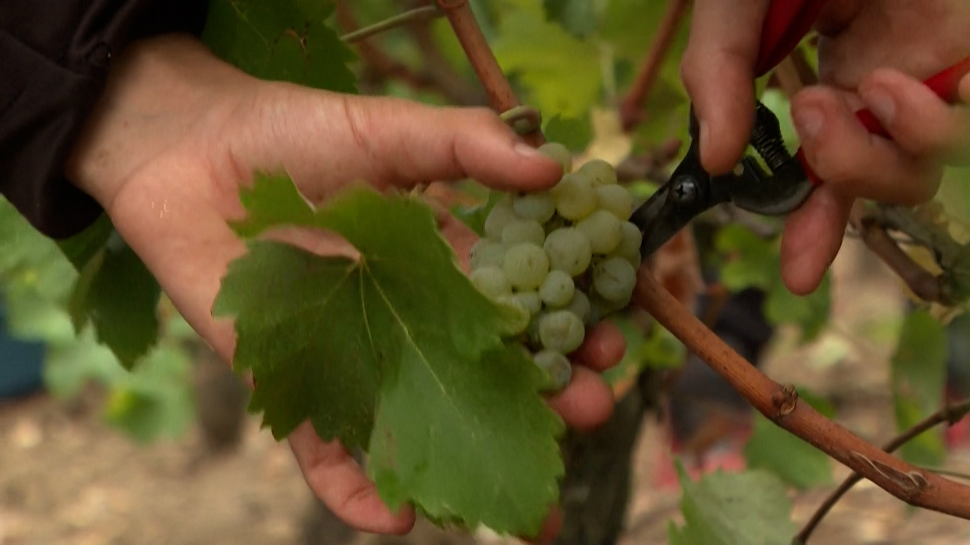 Dans le Bordelais, les vendanges ont commencé avec presque un mois d’avance. AFP