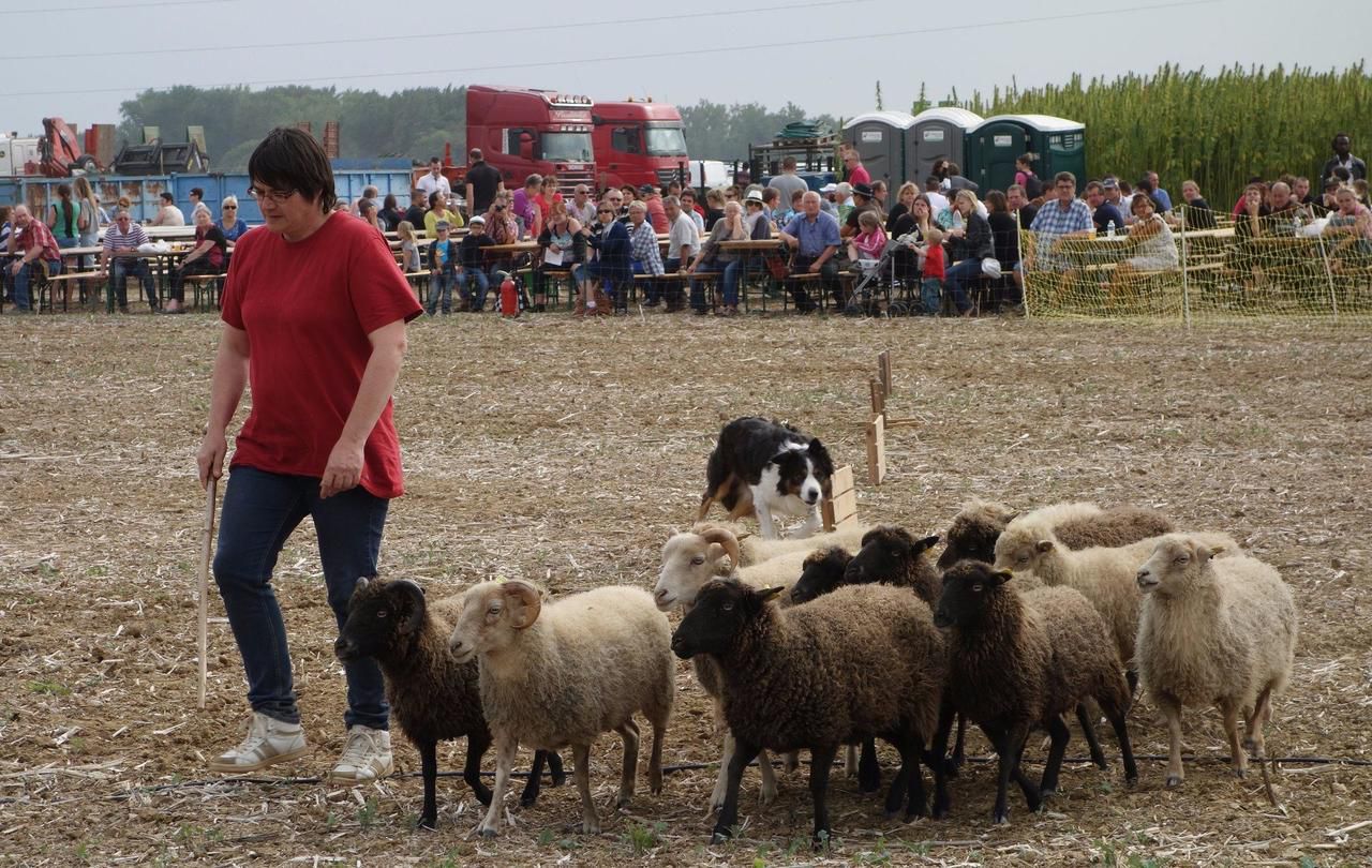 <b></b> Illustration. Organisé par les Jeunes Agriculteurs, le trentième Festival de la Terre se déroulera à Saints ce dimanche. Des démonstrations de chiens de berger y seront organisées. 