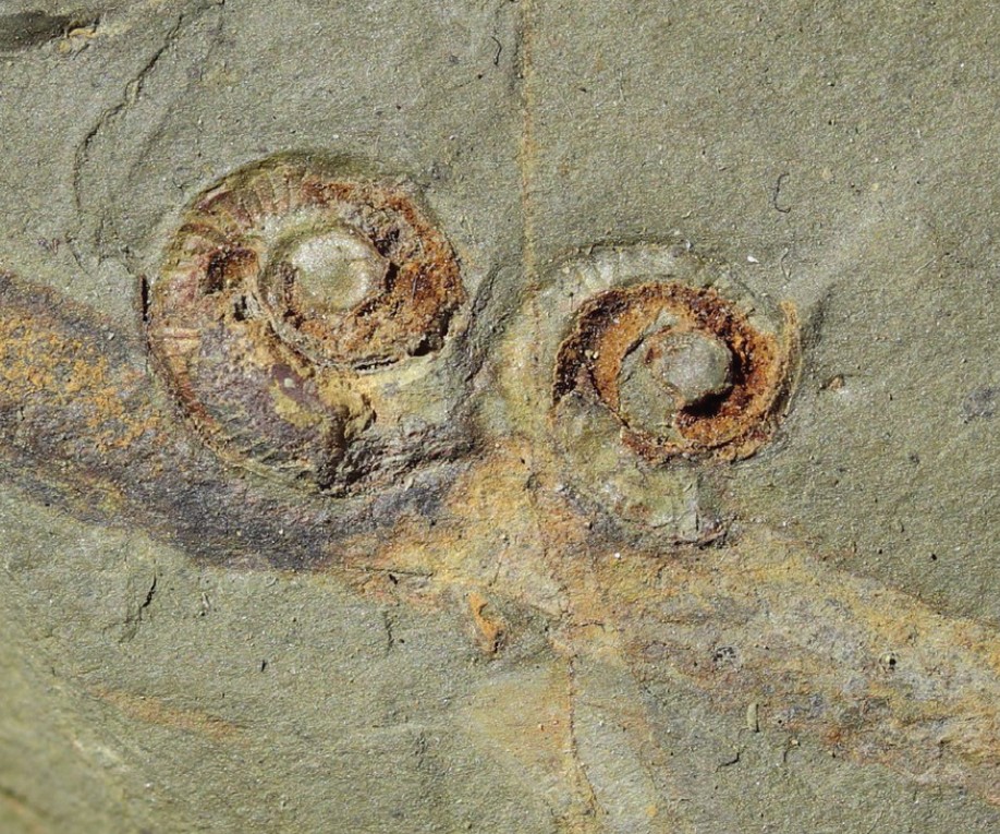 Des fossiles de gastéropodes trouvés à Cabrières, dans l'Hérault. Nature Ecology & Evolution