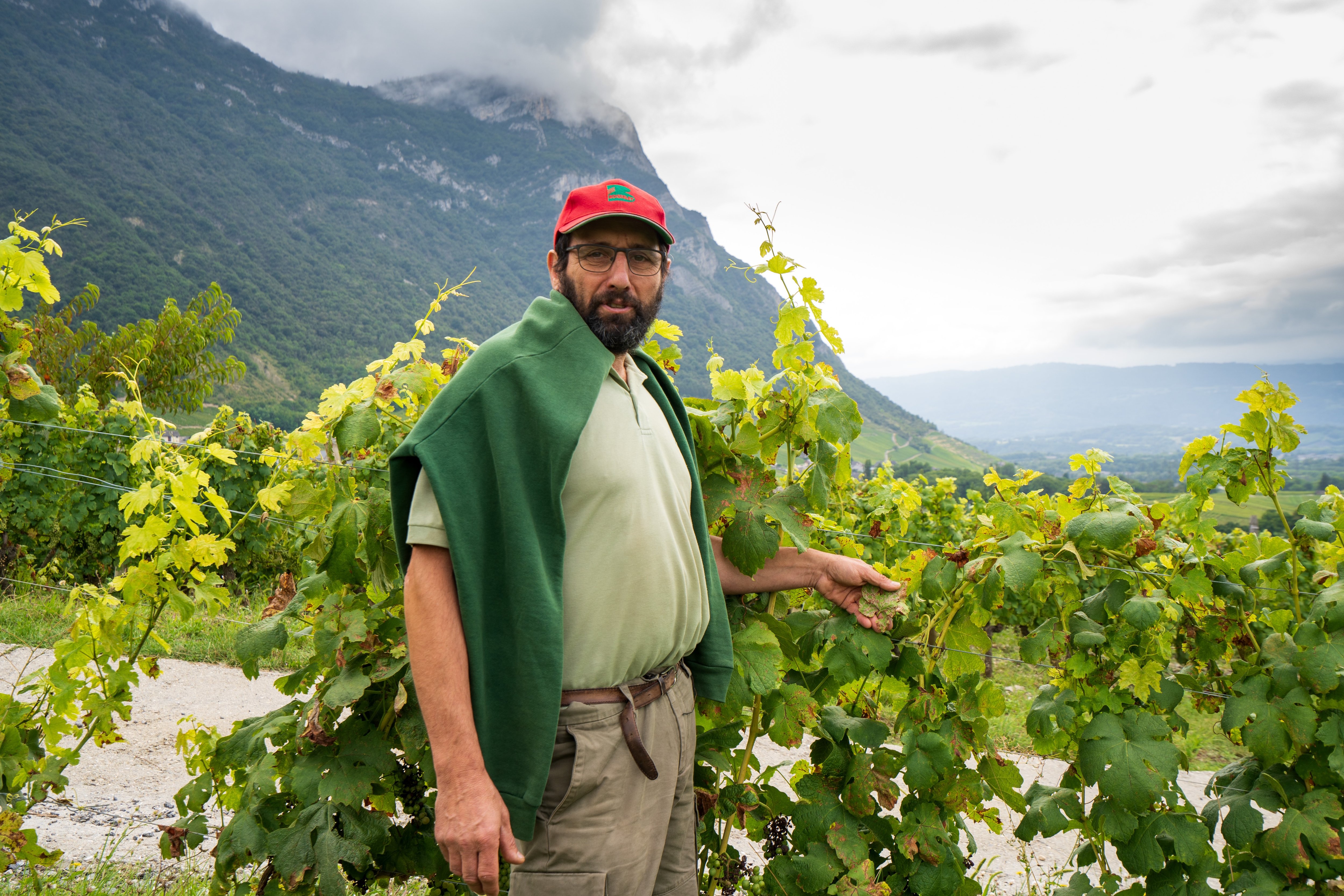Guy Quenard, viticulteur sur la commune de Chignin (Savoie), montre le dégât sur les feuilles et les grappes en partie desséchées par le mildiou. LP/Thomas Pueyo