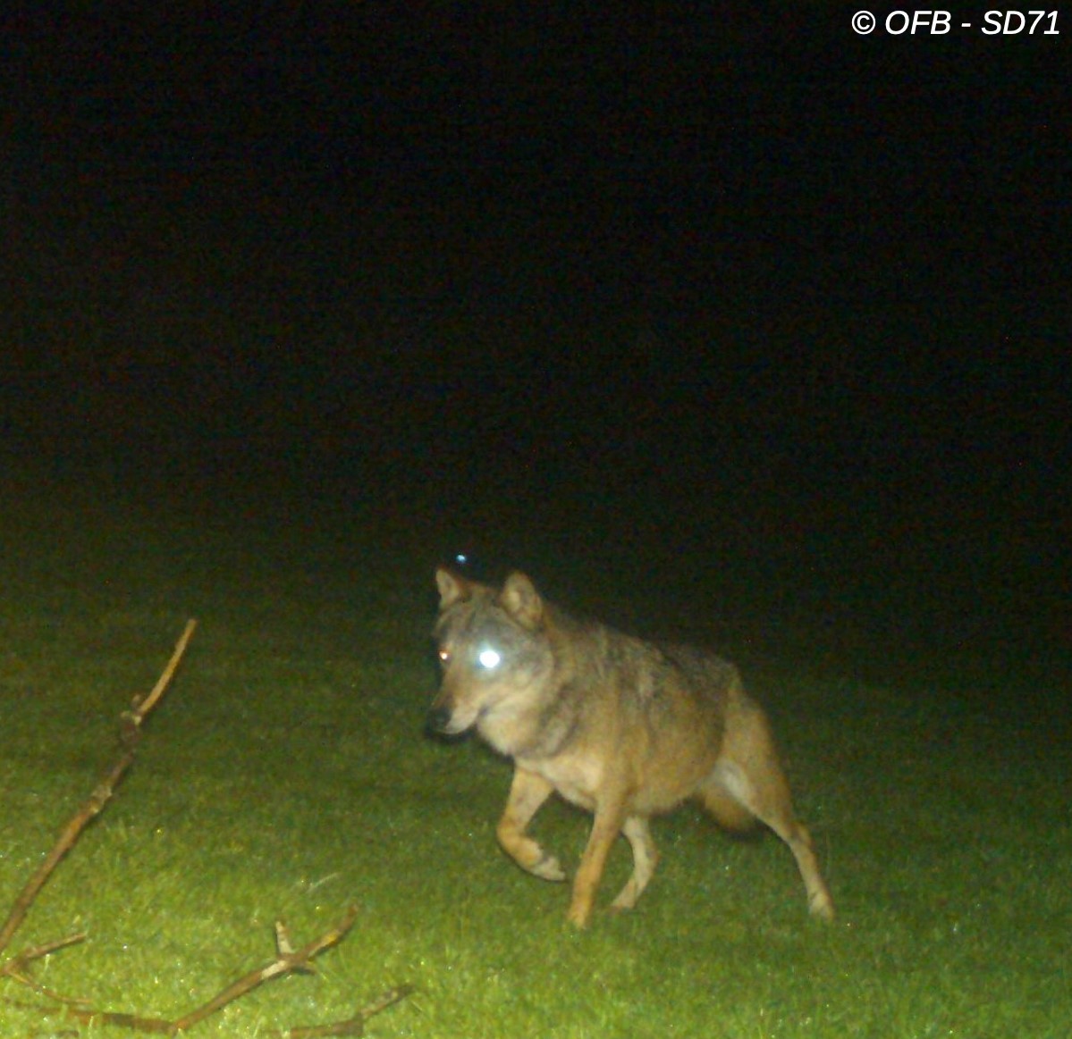 Un prédateur photographié dans la nuit du 15 au 16 avril à Dompierre-les-Ormes (Saône-et-Loire). Office Français de la Biodiversité