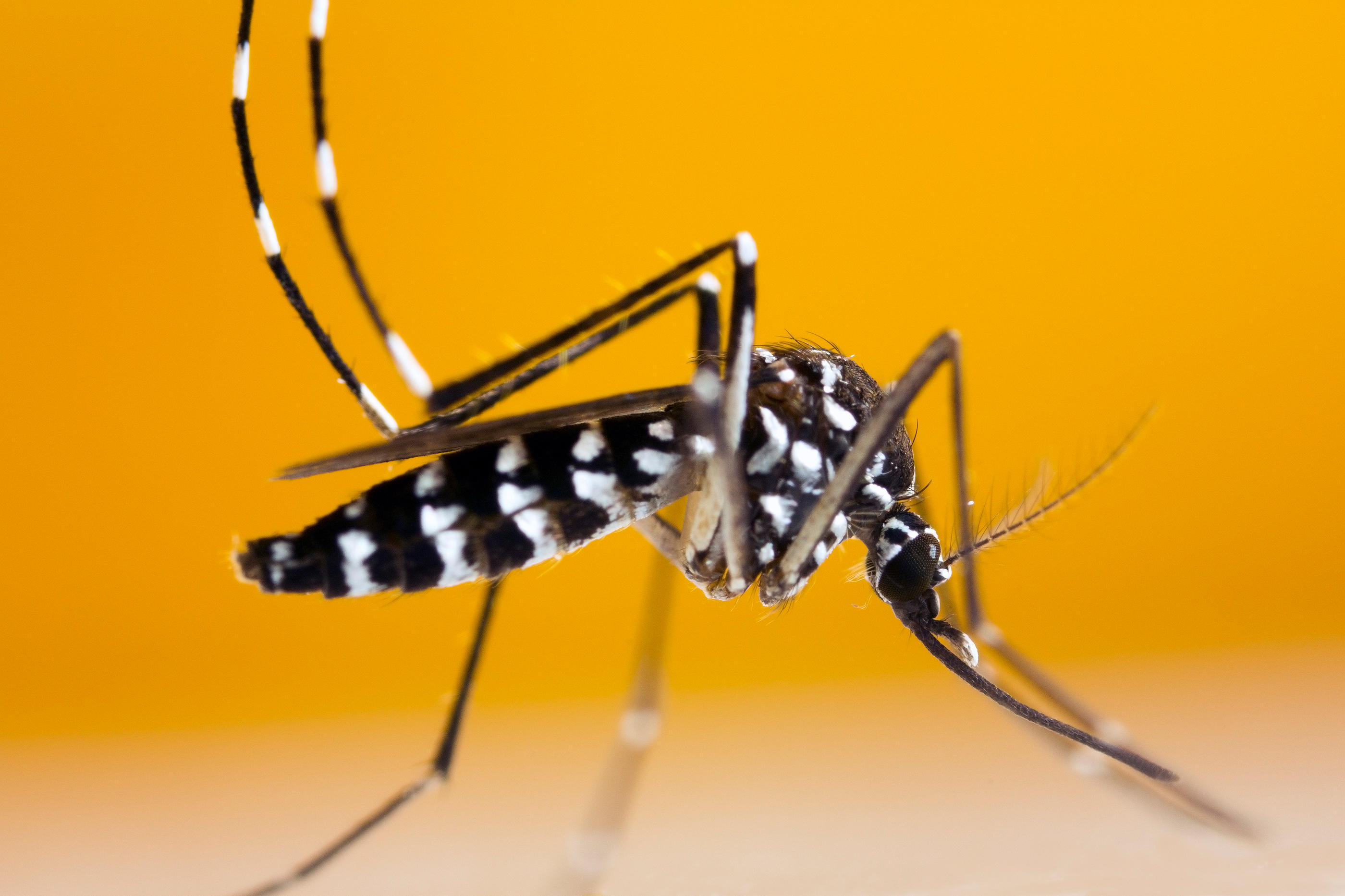 Se protéger des piqûres des moustiques tigre permet d’éviter d’être contaminé par le virus de la dengue  (Illustration). Stock/GordZam