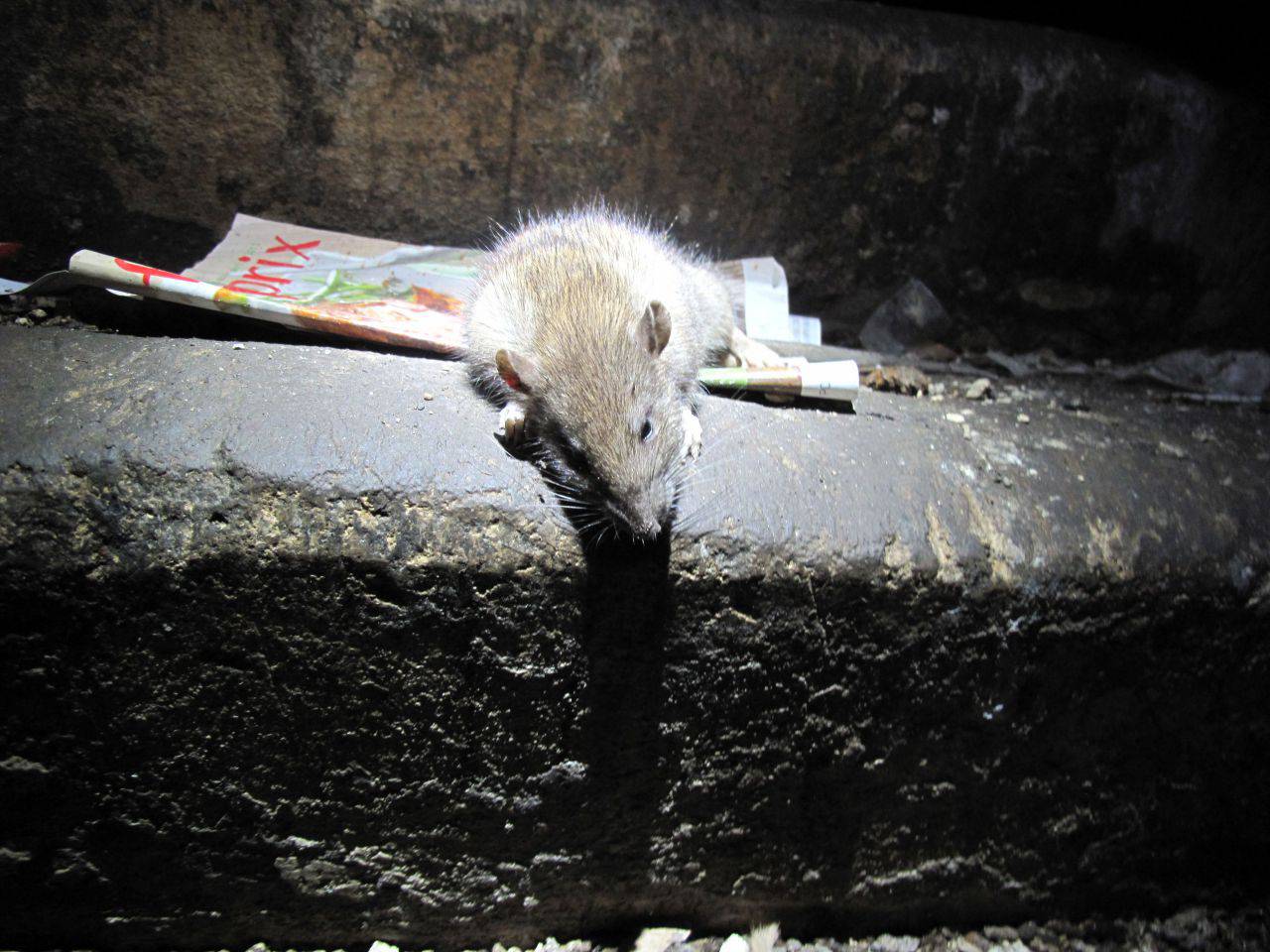 Illustration. La méthode de la Ville de Paris pour se débarrasser des rats est contestée par l'association PAZ. DR