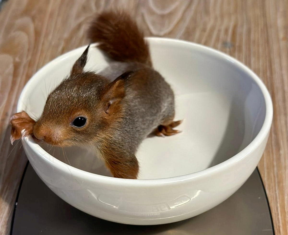 Un bébé écureuil roux d'à peine 4 mois, soigné par l'association Picardie Faune Sauvage, va être relâché dans le parc du château de Chantilly ce mardi 30 avril 2024. Picardie Faune Sauvage