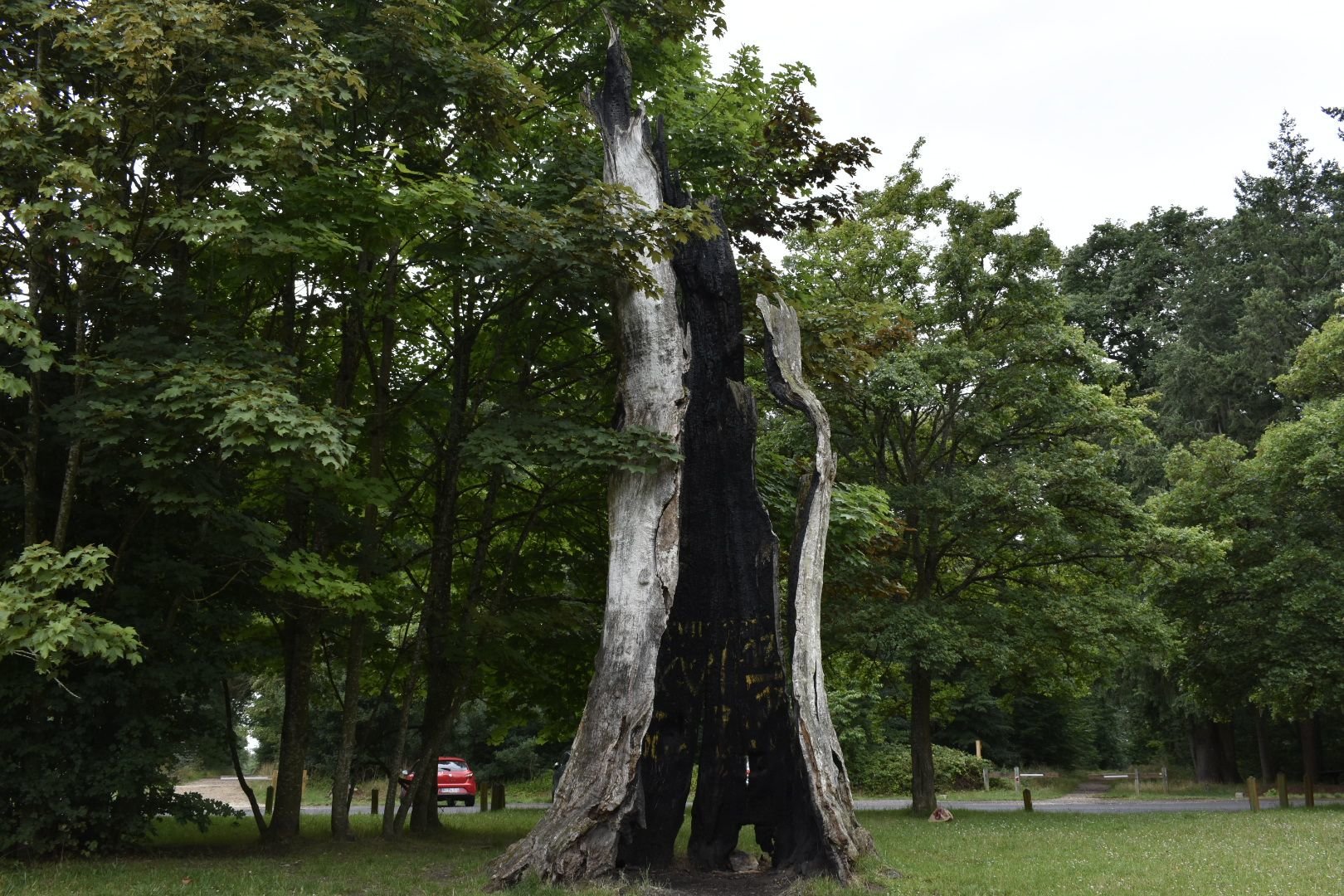 25 juin 2022, Draveil. Aux abords de la forêt de Sénart, le chêne d'Antin autrefois l'un des points de repères les plus connus de la ville n'est plus qu'une carcasse vide. LP/William Minh Hao Nguyen
