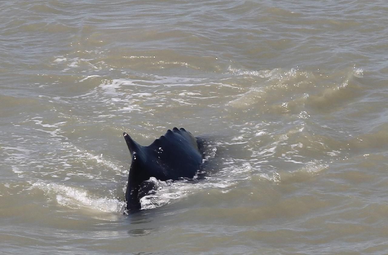 Photo of Australie: les baleines à bosse se perdent dans une rivière… infestée de crocodiles