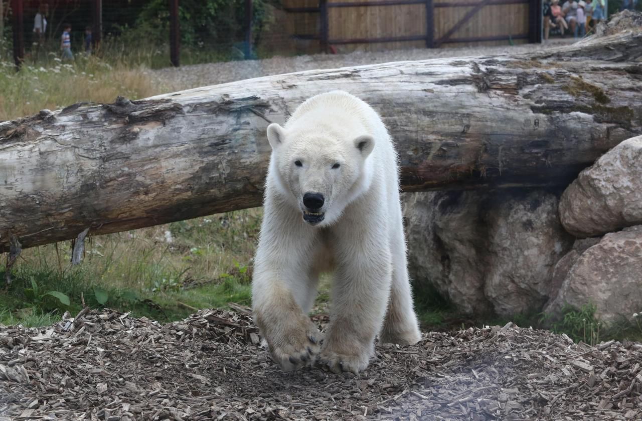 Pourquoi il faut sauver l'ours polaire
