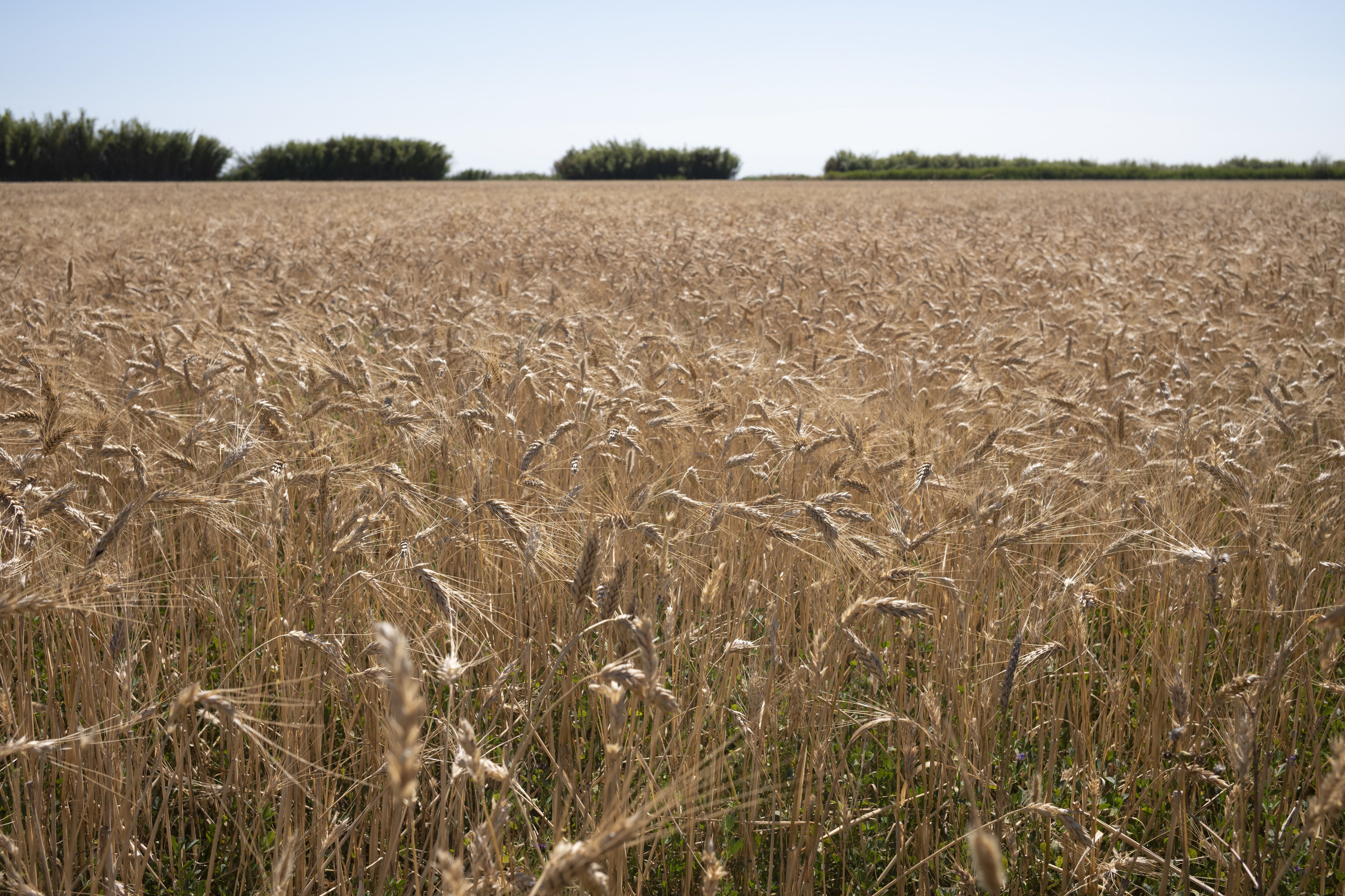 La grosseur des grains de blé cette année dépendra des pluies des prochaines semaines. (illustration) LP/Matthieu de Martignac