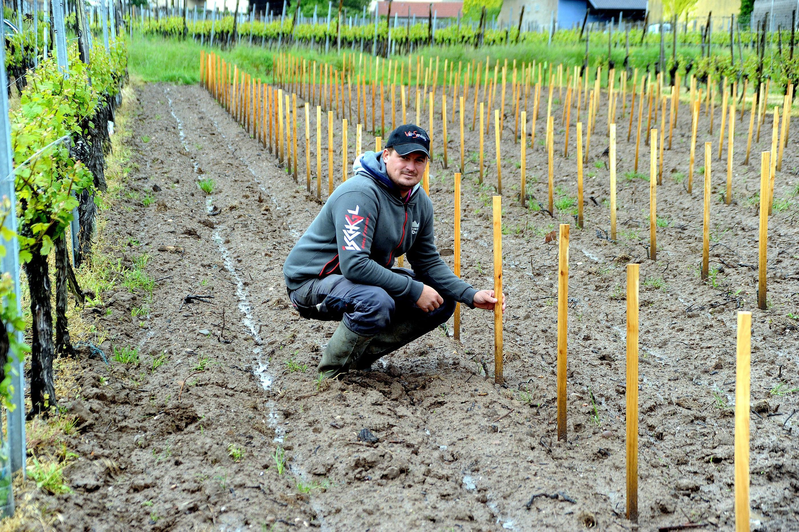 Tuteurer une vigne