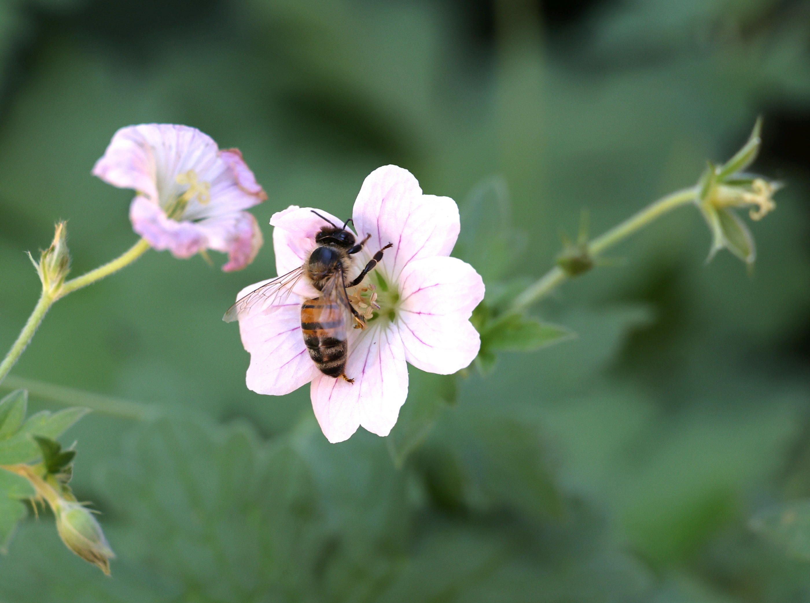 En Europe, les piqûres d'hyménoptères sont dues dans 20-25 % des cas à une abeille. (Illustration) LP/Delphine Goldsztejn