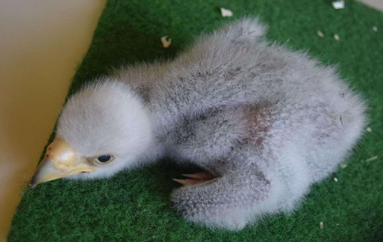 <b>Rambouillet.</b> Né le 26 mars dernier, le Pygargue de Steller est le 20e oiseau de cette espèce menacée à naître au sein de l’Espace ONF. 