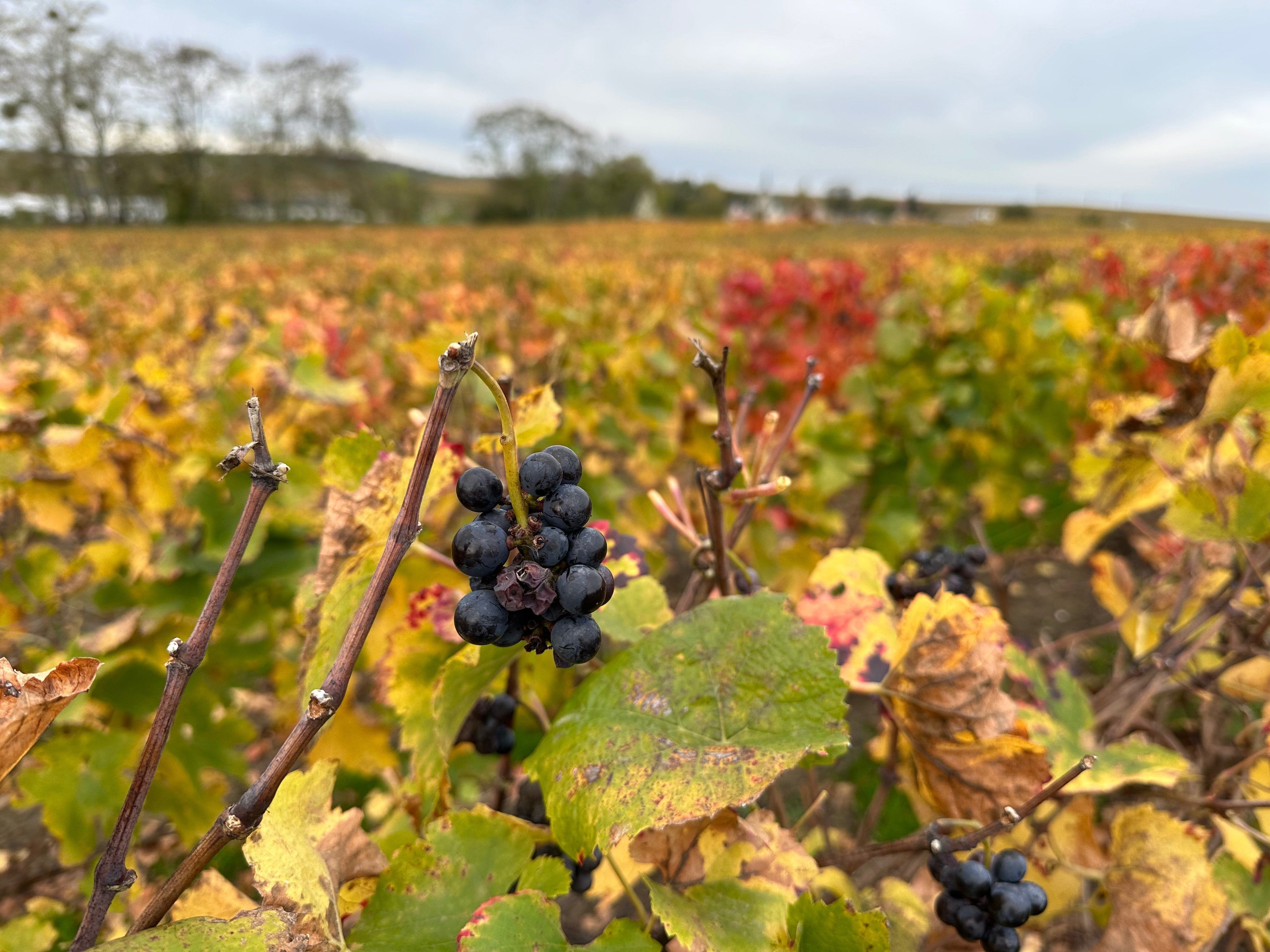 Selon le niveau de réchauffement, de 49 à 70 % des régions perdraient l'aptitude à produire du vin de manière rentable, d'après l'étude. LP/Aurélie Audureau