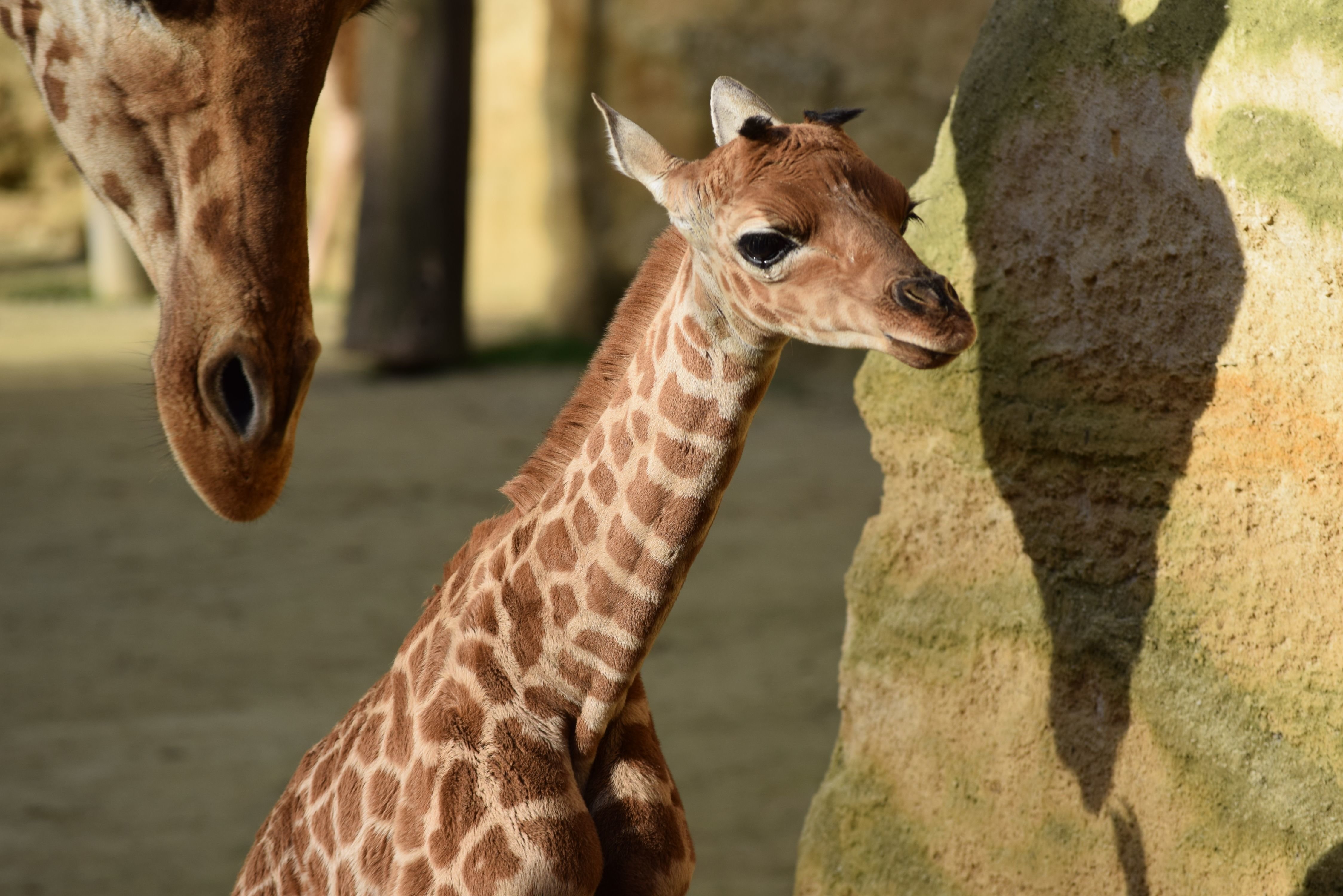 Kirsi, né juste après Noël, est le cinquième girafon à voir le jour au Bioparc de Doué-la-Fontaine (Maine-et-Loire) depuis le 7 octobre 2023. Photo Bioparc