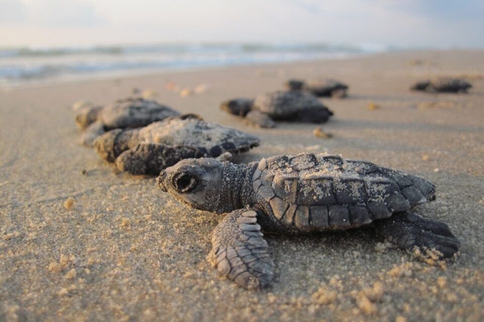 Les bébés tortues sont des animaux fragiles, qui sont parfois retrouvées peintes et vendues sur des marchés, notamment en Chine. DR/Parc national de Port-Cros