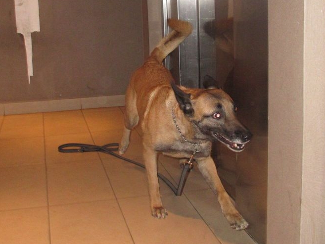 Illustration. Le chien policier spécialisé dans la recherche de stupéfiants a marqué devant la porte d'une cave. LP