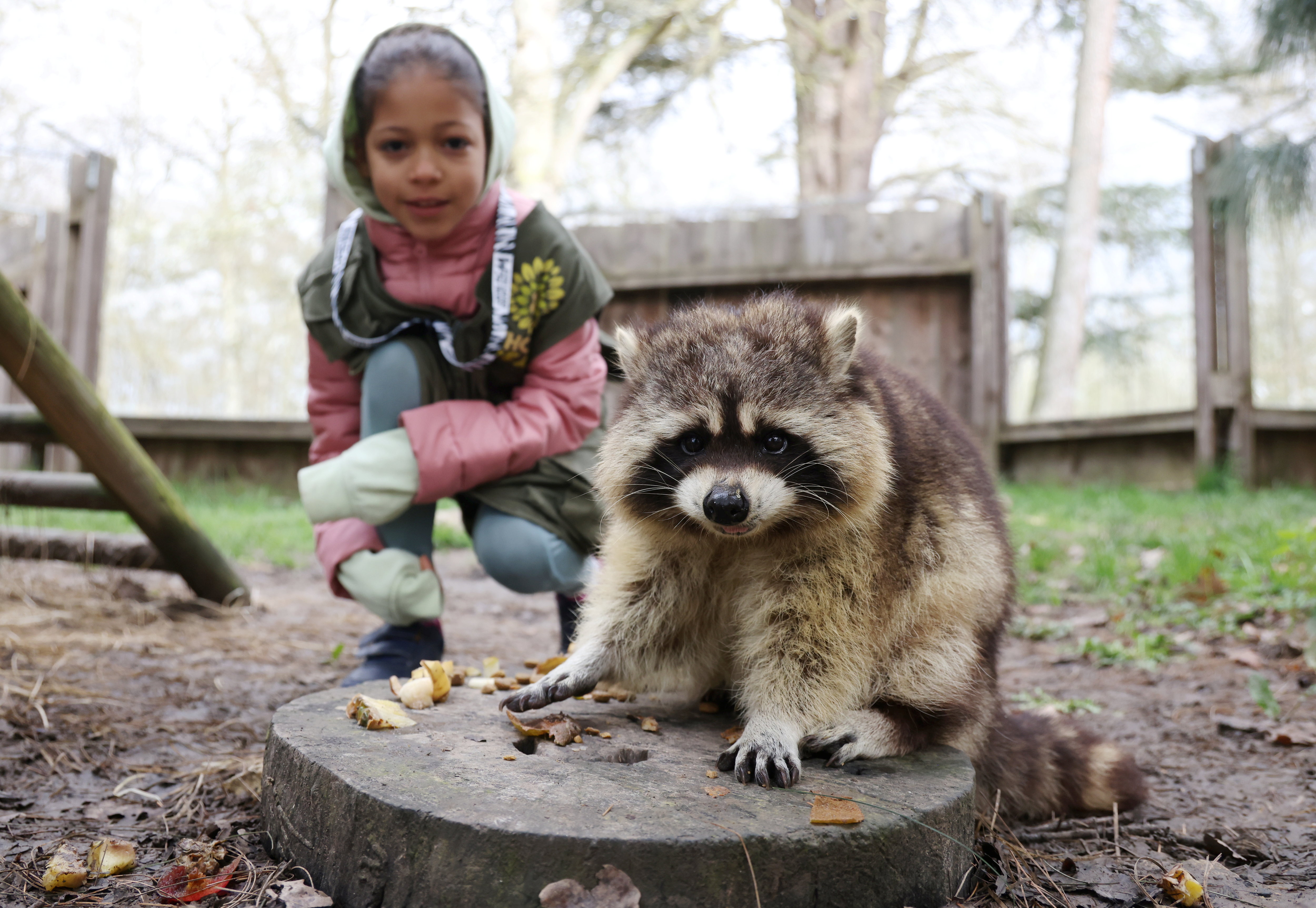 Wow Safari Thoiry (Yvelines), le 23 mars. Des ateliers donnent aux enfants la possibilité de nourrir les animaux tout en les sensibilisant à la biodiversité. LP/Jean-Baptiste Quentin