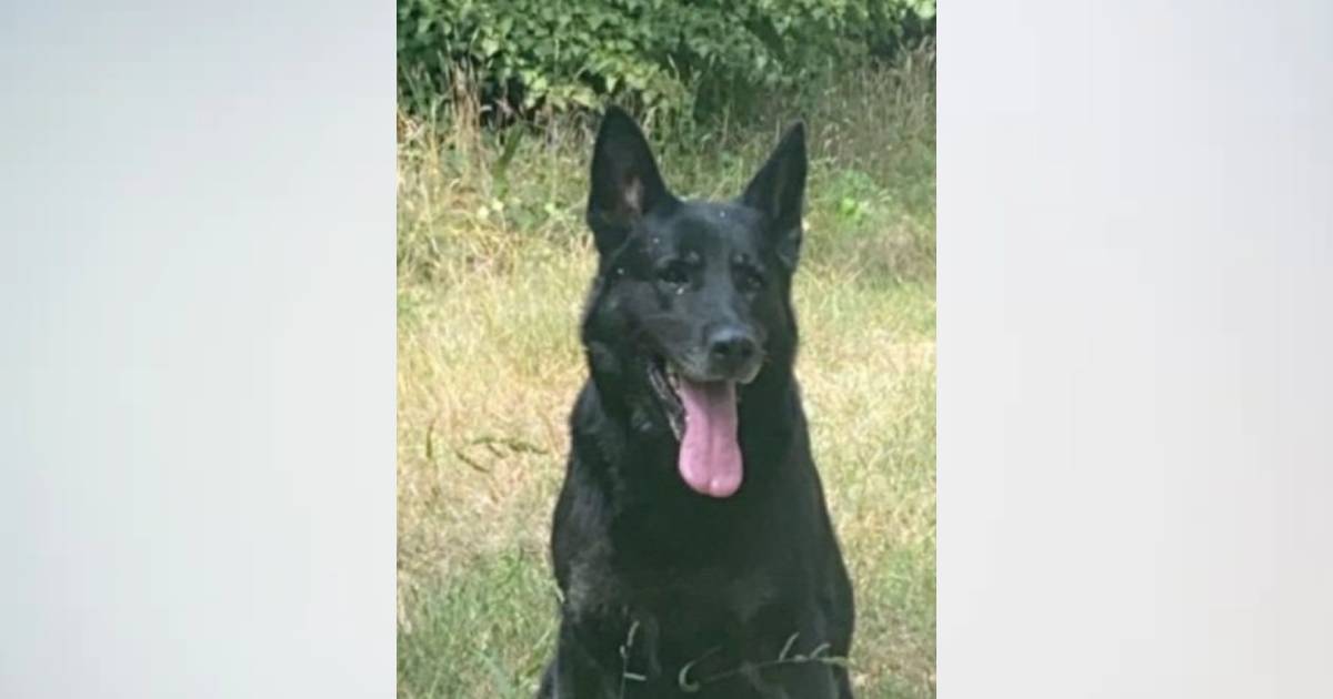 La chienne Naïki, un berger allemand de 6 ans, a été tuée d'une balle dans la tête lors d'une partie de chasse. DR.