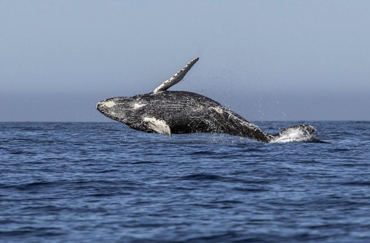 Le gouvernement islandais a annoncé mardi suspendre la chasse à la baleine jusqu'à fin août, au nom du bien-être animal. AFP/Fernando Castillo