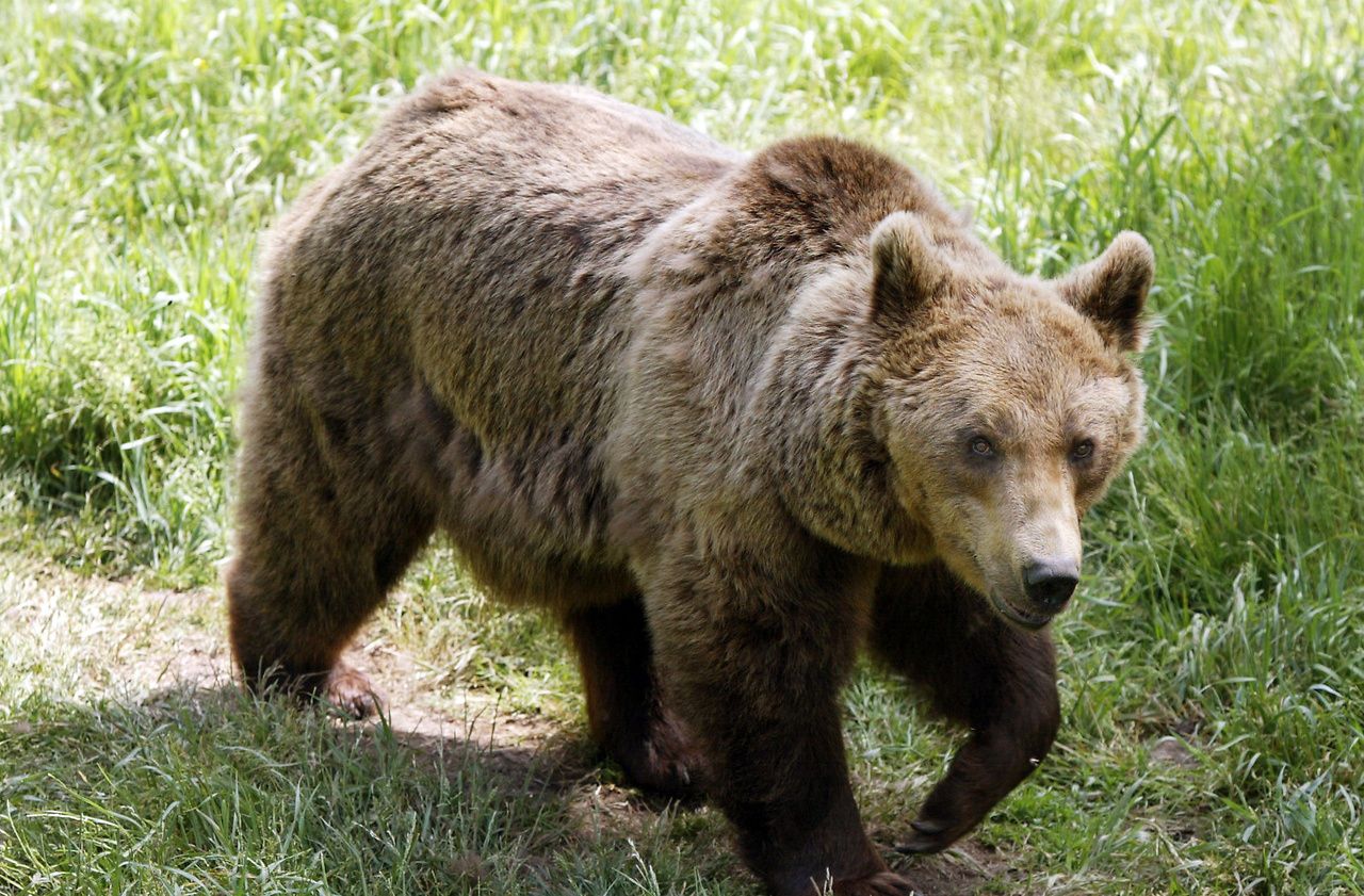 Ari ge un chasseur mordu par une ourse la tue de deux balles