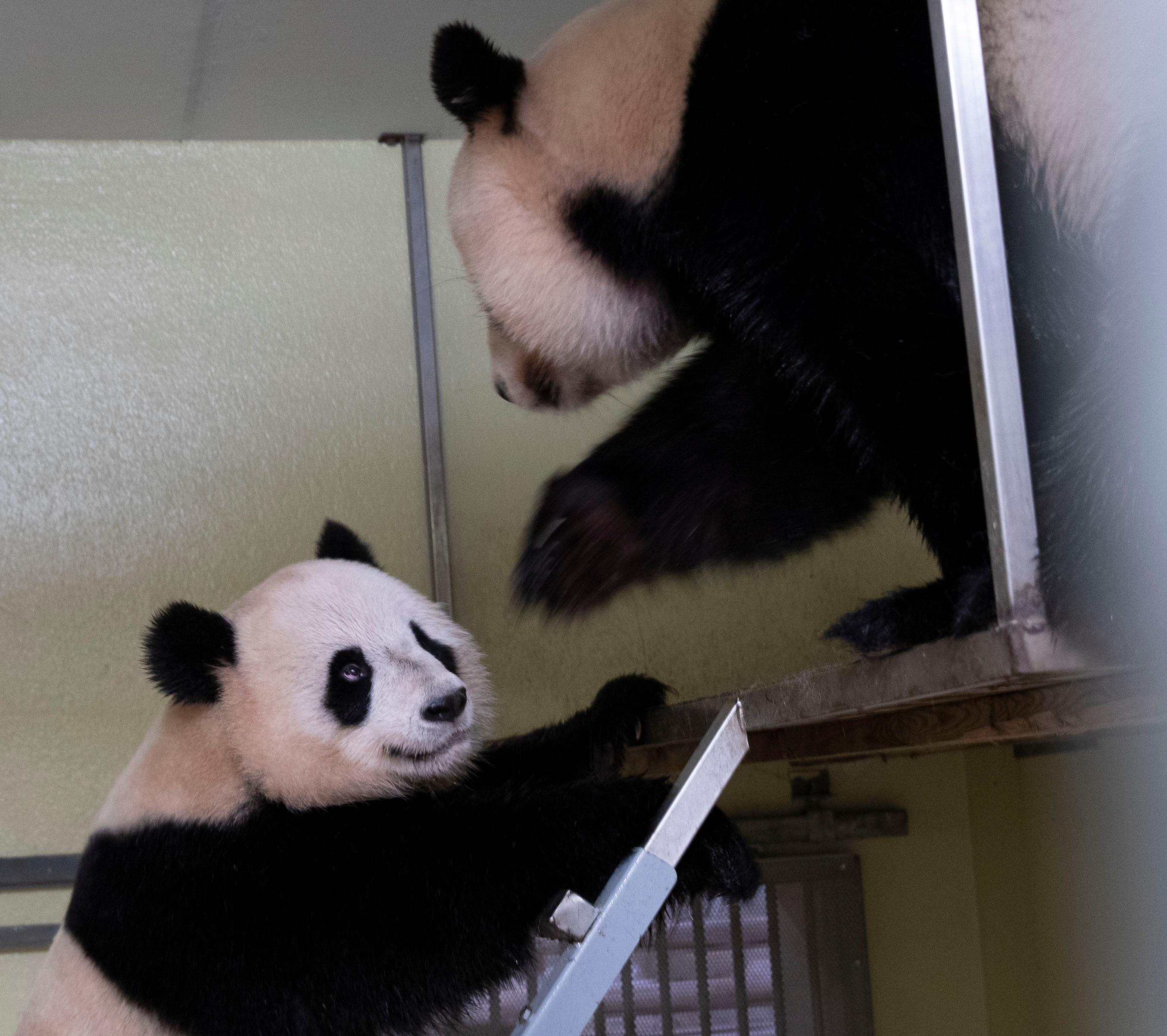 Huan Huan Est Enceinte Bientot Un Nouveau Bebe Panda Au Zoo De Beauval Le Parisien