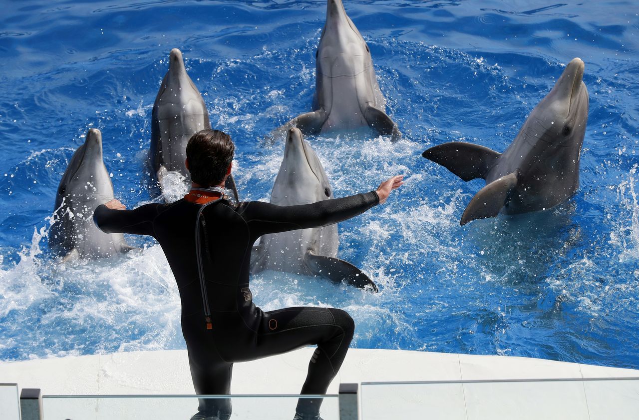 Interdiction des delphinariums : le patron de Marineland éprouve «un sentiment d'injustice»