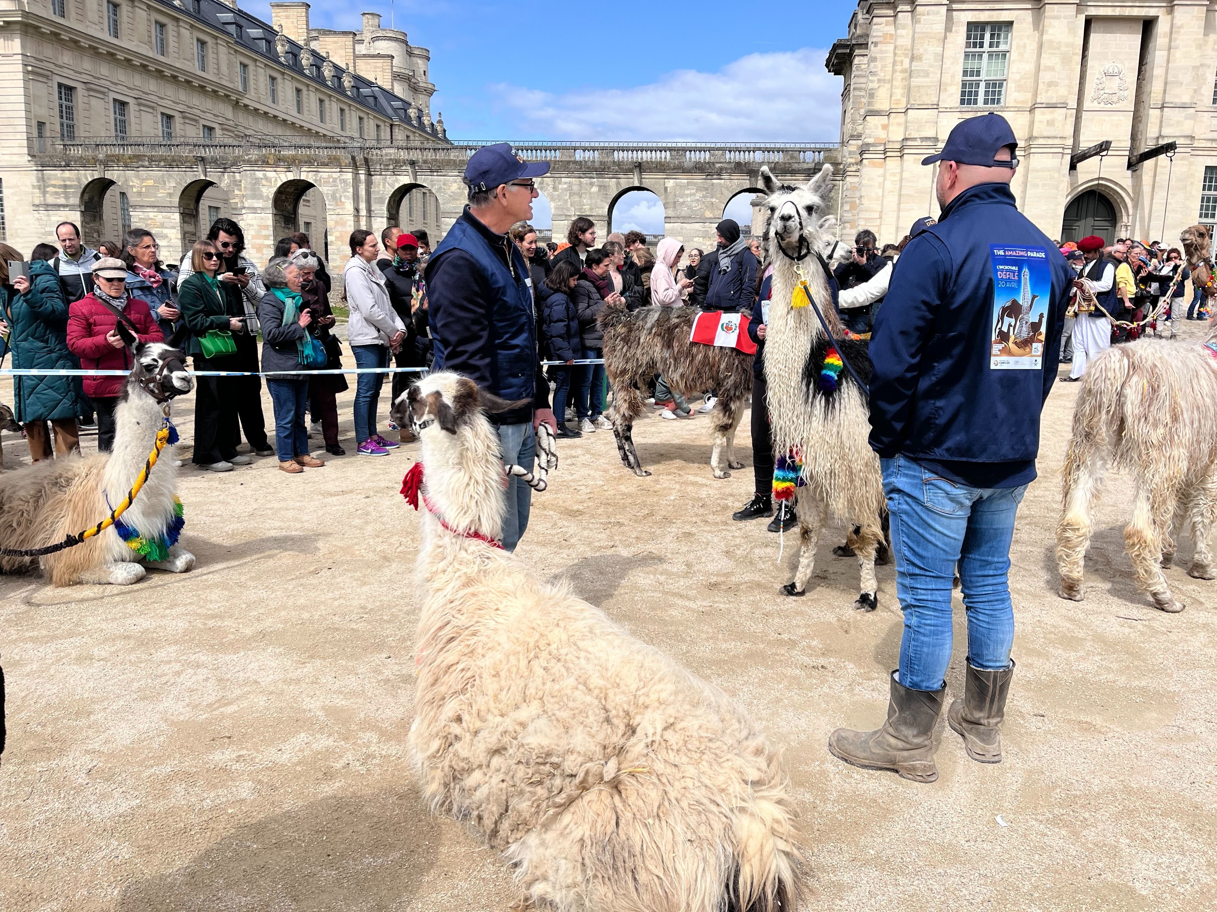 Paris (XIIe). Devant un public curieux, les lamas attendent tranquillement, sur l'esplanade du château de Vincennes le départ du cortège pour un parcours de 2,5 km dans le bois. LP/Nolwenn Cosson