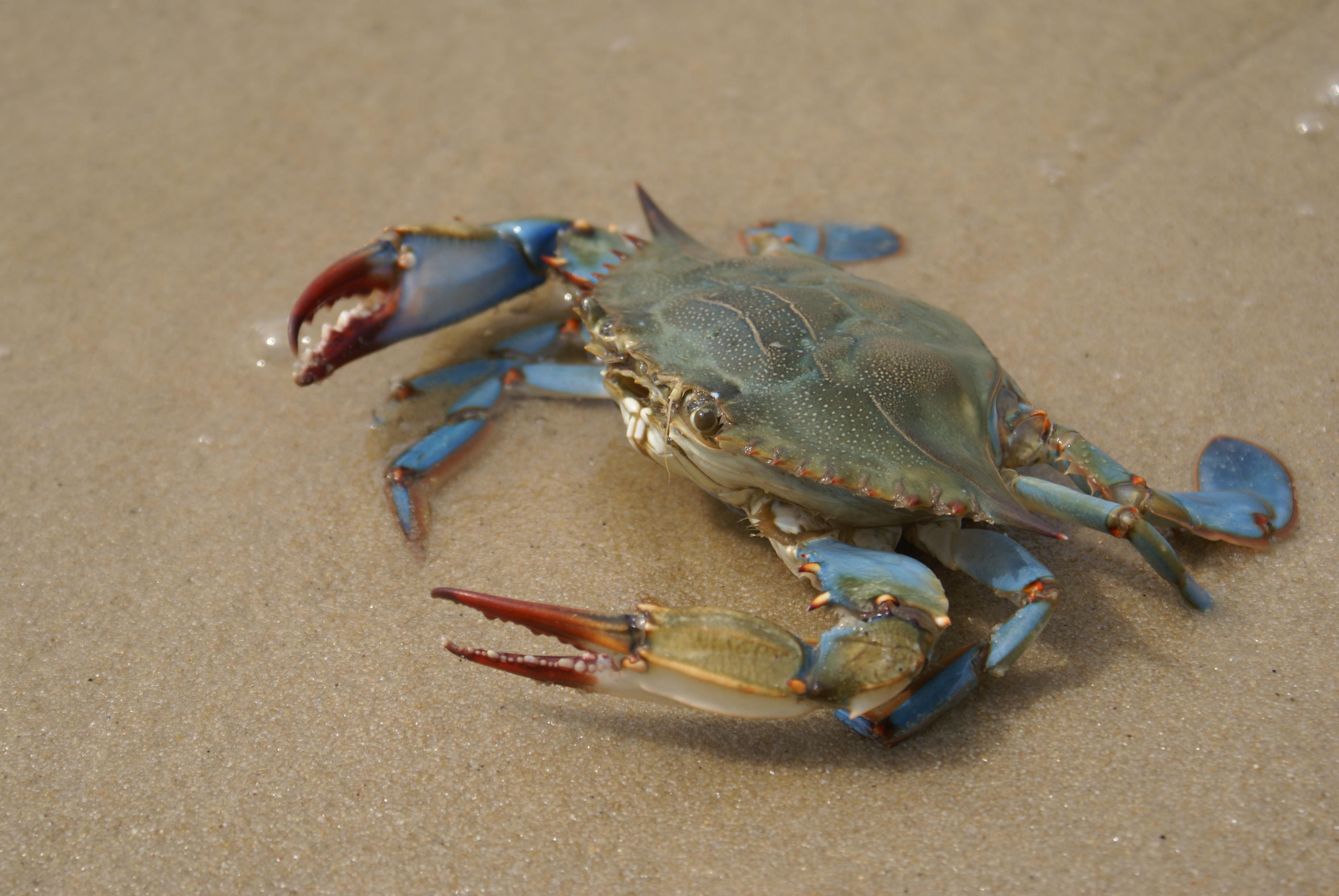 Parmi les quelques centaines d'espèces vraiment envahissantes en France, une poignée est comestible. C’est le cas du crabe bleu, dont la présence «a explosé depuis deux ou trois ans» en Méditerranée. Istock