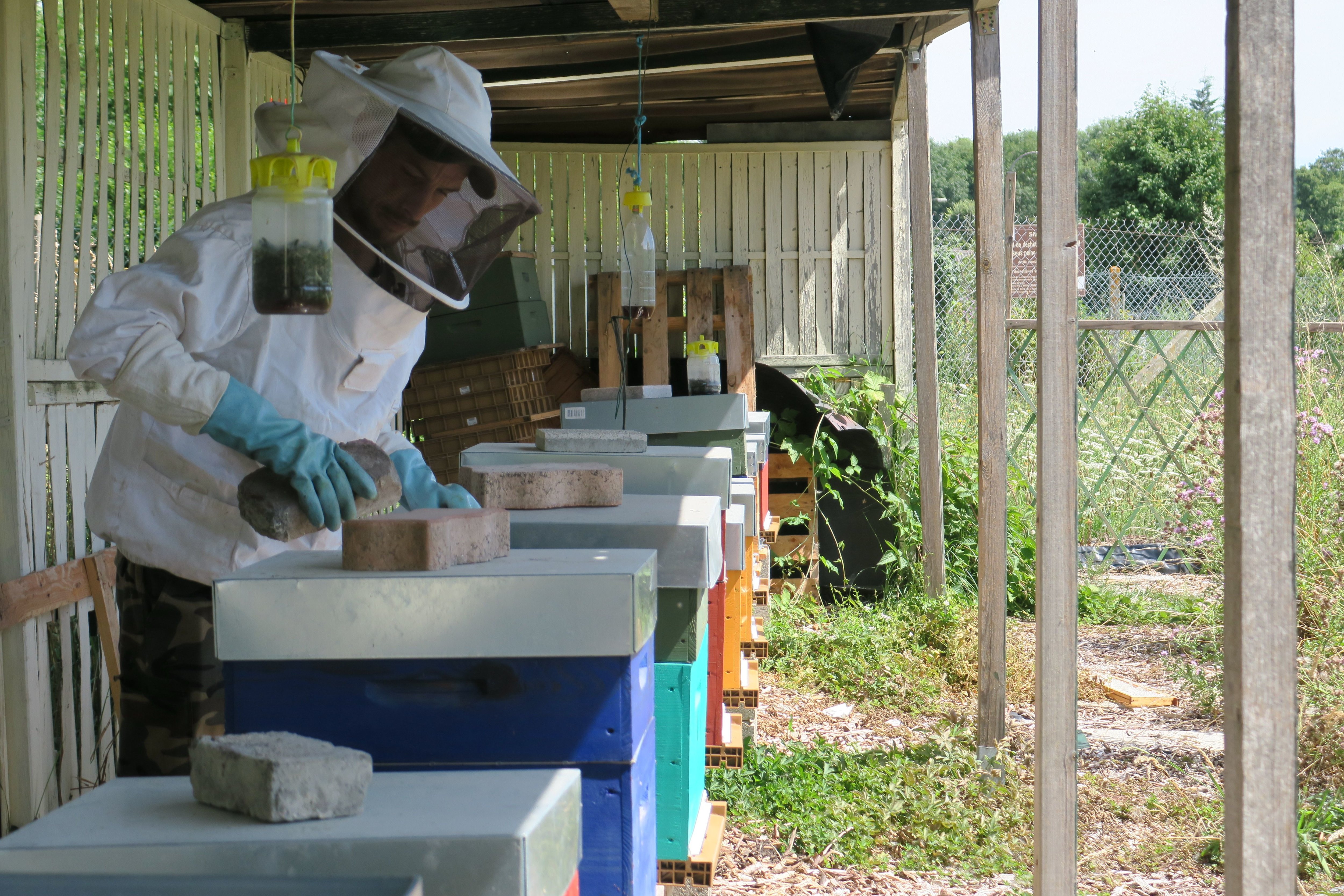Frédérick du Rucher de Chantilly (Oise) propose du fermage de ruches : le particulier paye le matériel et l’apiculteur lui explique comment prendre soin d’une colonie. LP/Simon Gourru