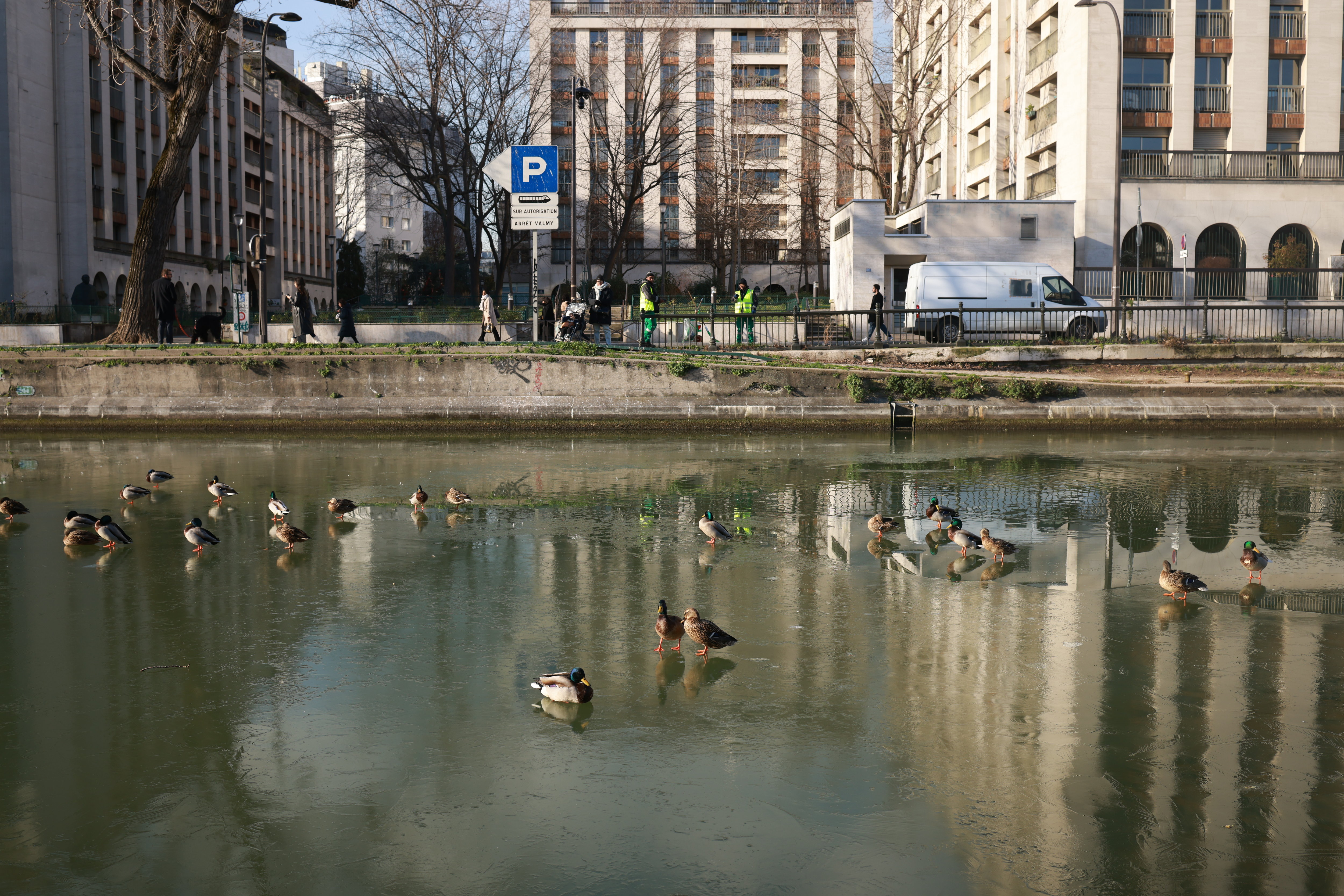 Canal Saint-Martin à Paris (Xe), ce mardi. Les canards ont dû composer avec leur nouvel environnement. LP/Olivier Arandel