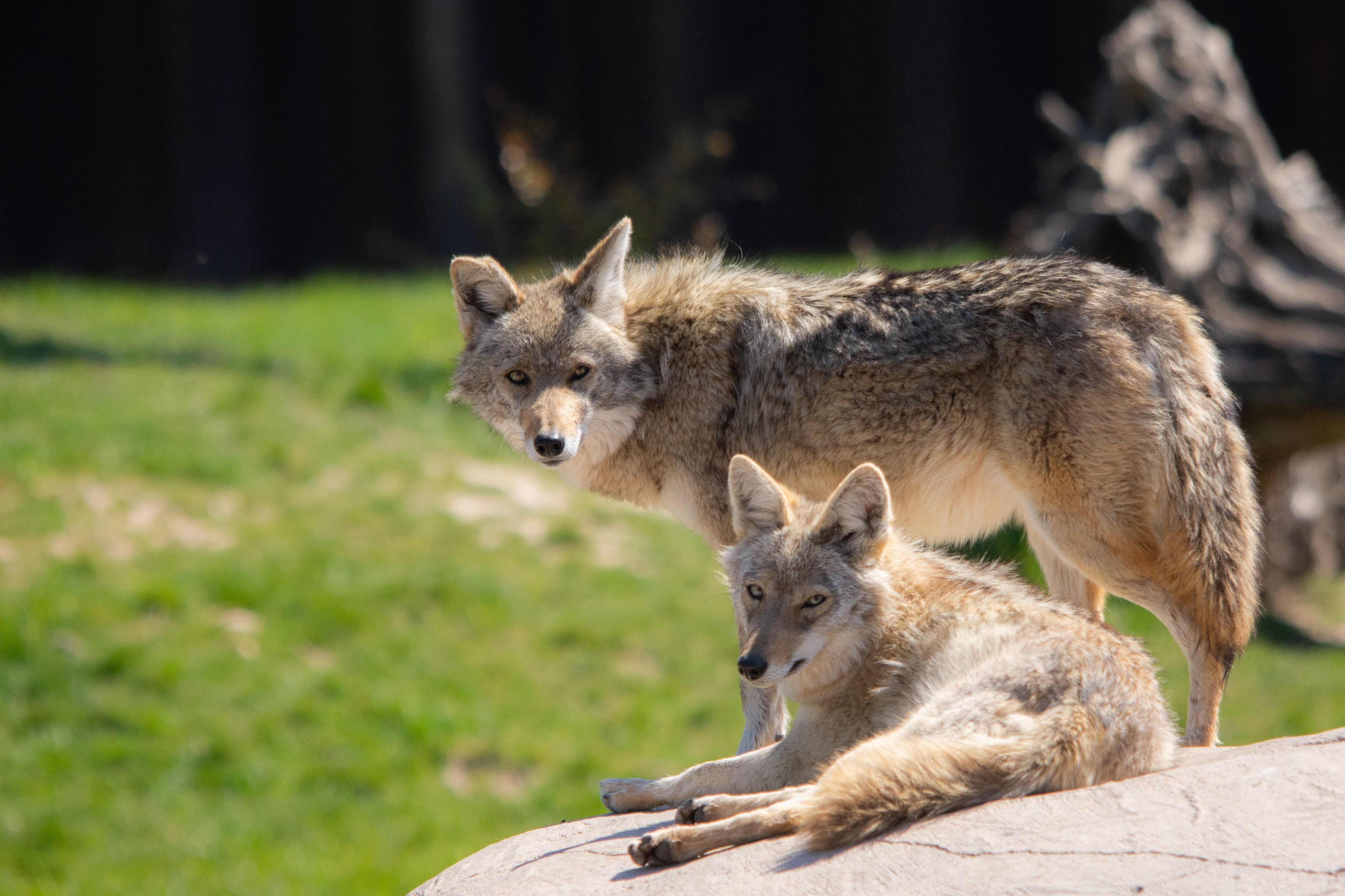 Thoiry (Yvelines), ce mardi. Rubble et Pepper ont déjà pris leurs aises dans les prairies du zoo. DR