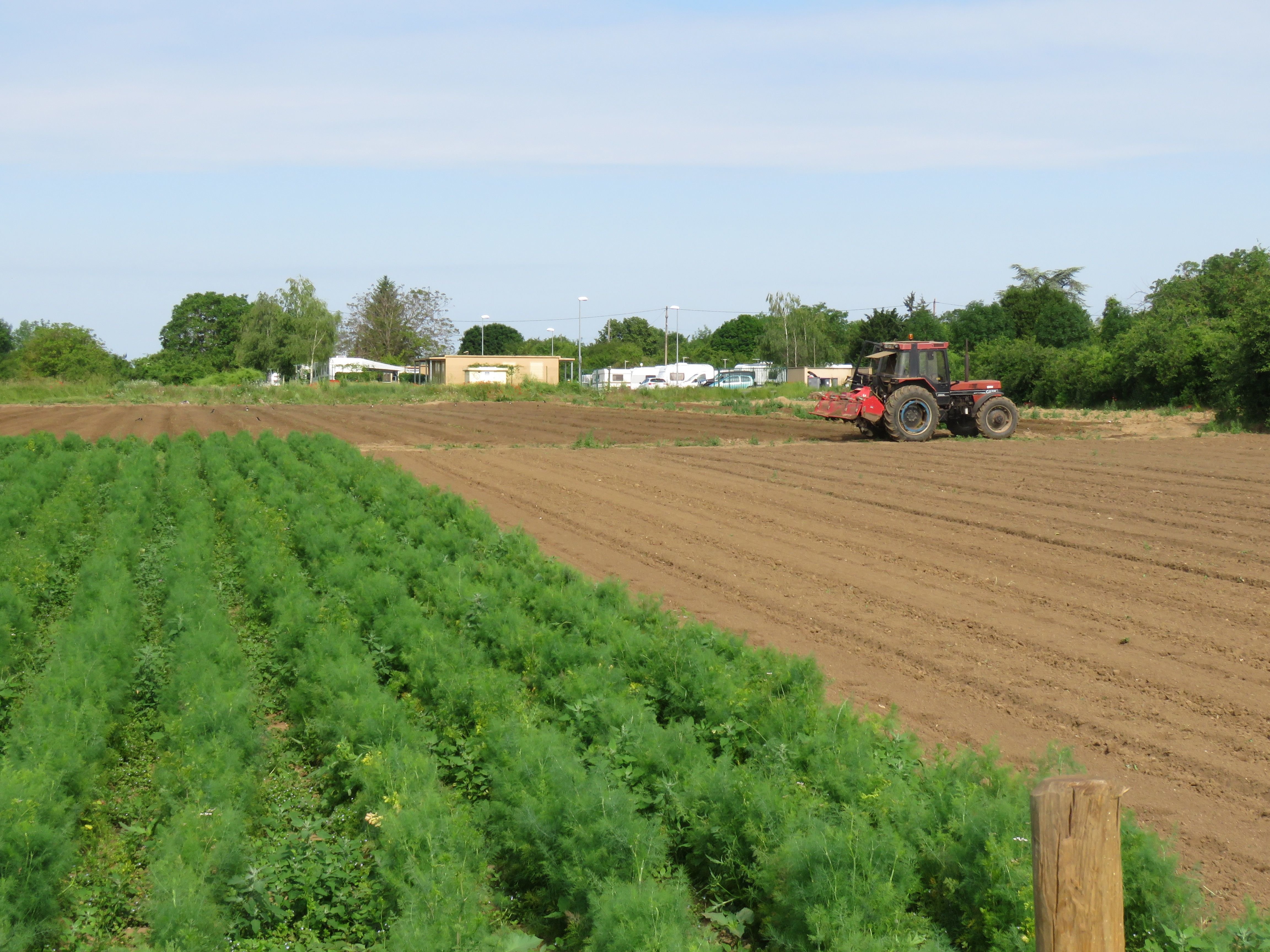 Cormeilles-en-Parisis, jeudi 10 juin 2021. Une zone de 29 hectares au sud de la ville va être réservée à des projets agricoles, comme du maraîchage, afin de limiter l'étalement urbain. LP/T.C.