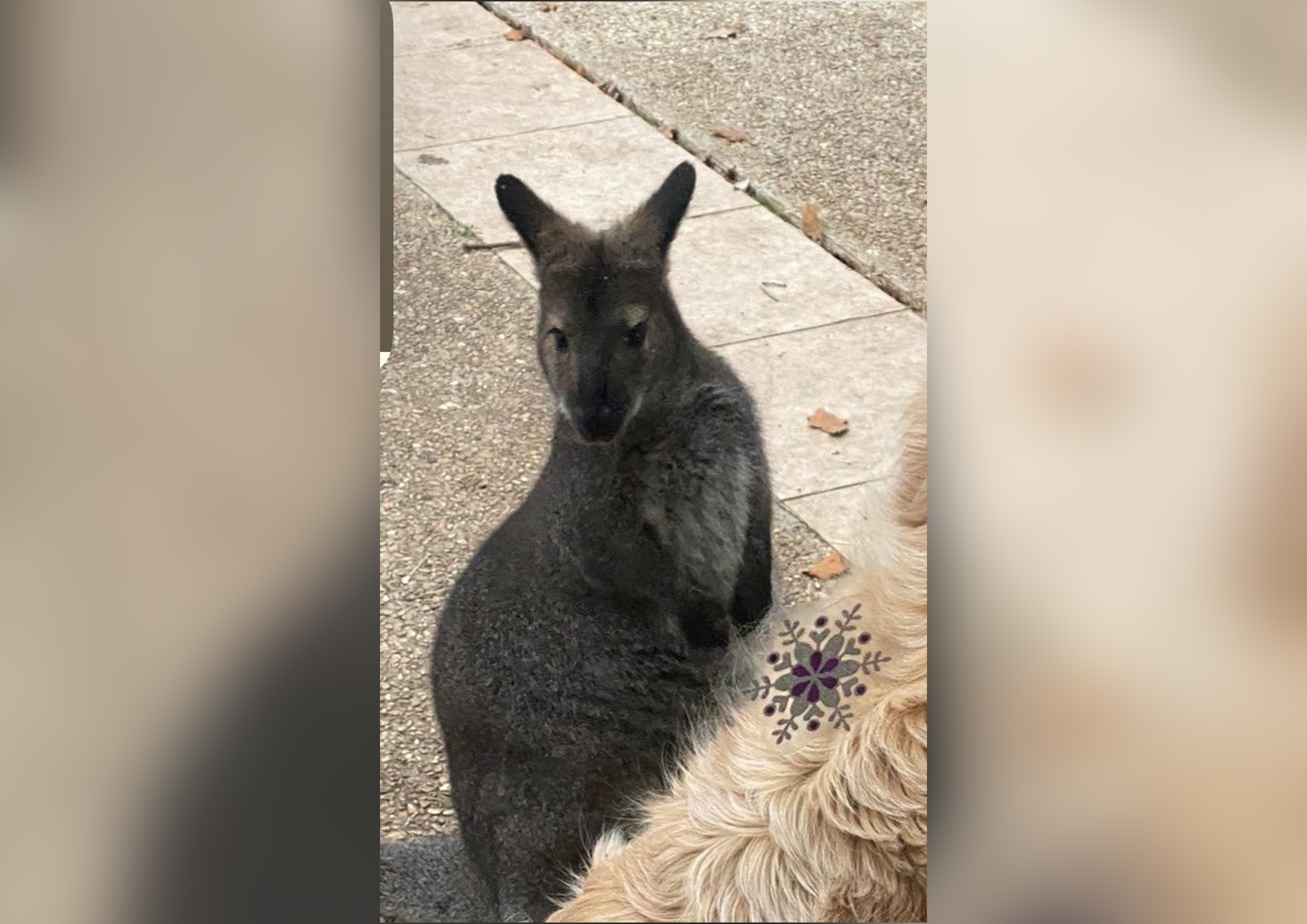 Yummy, un wallaby de 2 ans, s'est échappé de son enclos à Samois-sur-Seine. Il a été retrouvé ce samedi matin sans un jardin voisin. DR