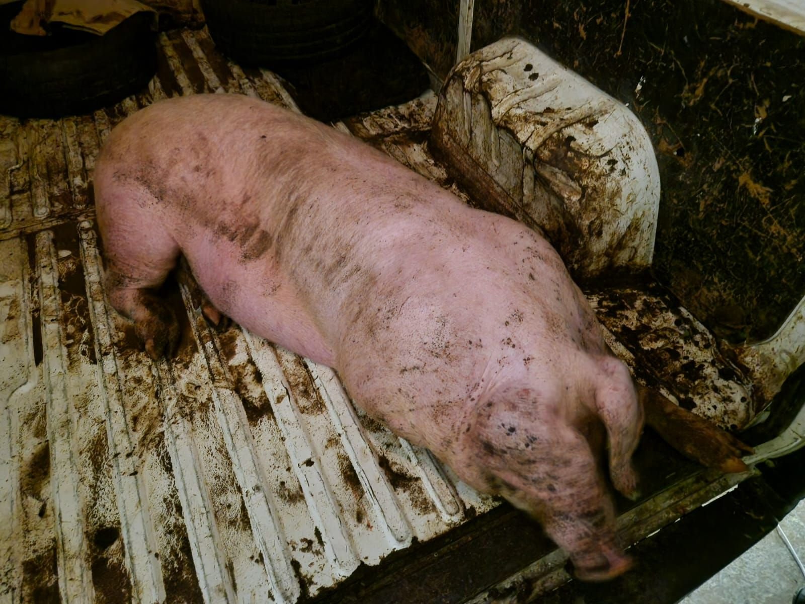 L'animal a été sauvé de l'abattage clandestin au hasard d'un contrôle routier à Sarcelles et devrait couler des jours paisibles dans un refuge. DR