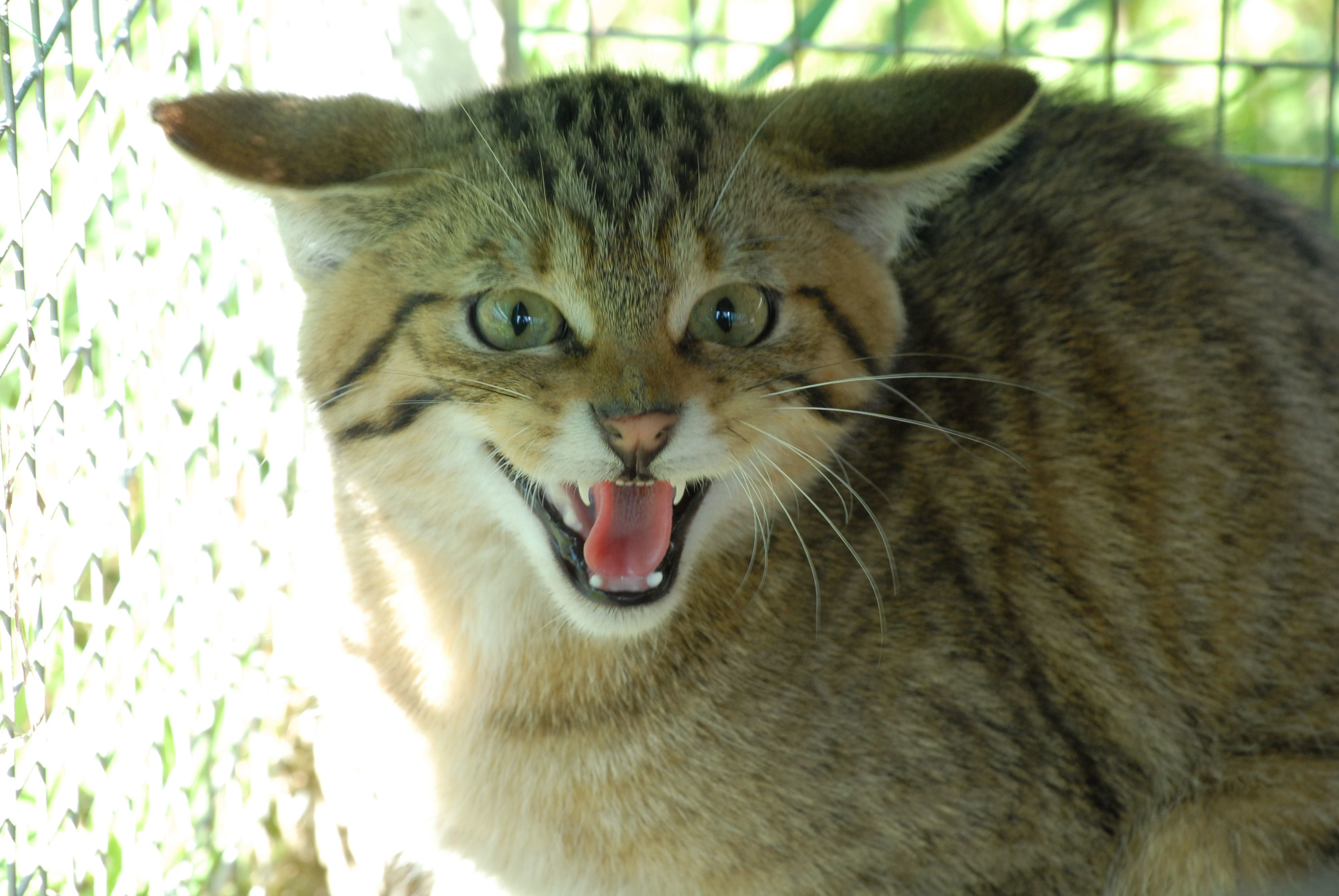 Après trois mois de convalescence chez un couple de Provins (Seine-et-Marne), le chat forestier a été rendu à la liberté ce vendredi. CSOS/I.M. et D.C.