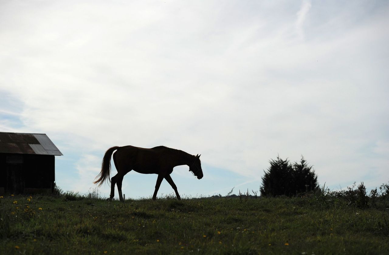 Prison avec sursis pour deux hommes qui violaient chevaux et poneys - Le  Parisien