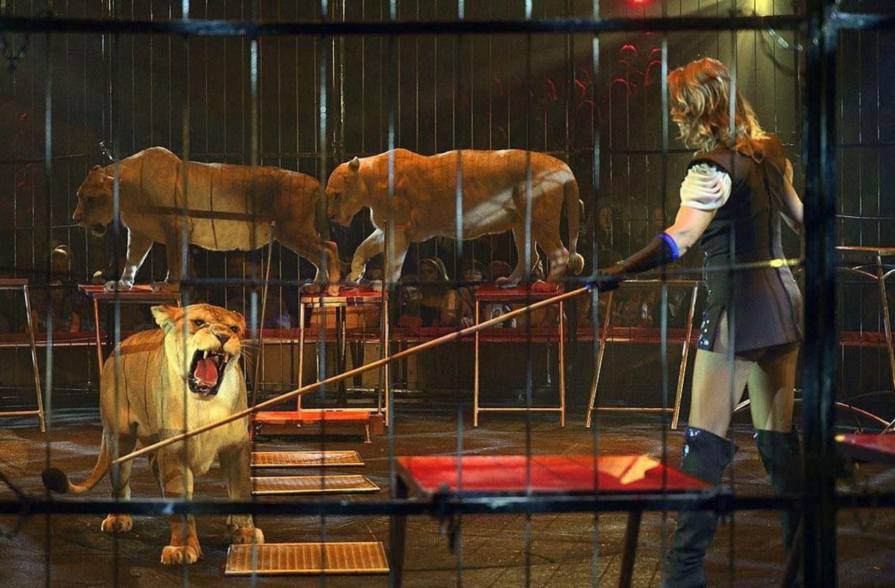 Pour Ou Contre Les Animaux Dans Les Cirques Interdiction des animaux sauvages dans les cirques : les spectateurs