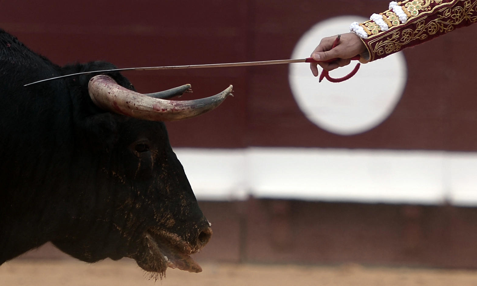 Le ministre espagnol de la Culture a dénoncé vendredi une forme de « torture animale ». AFP / Iroz Gaizka