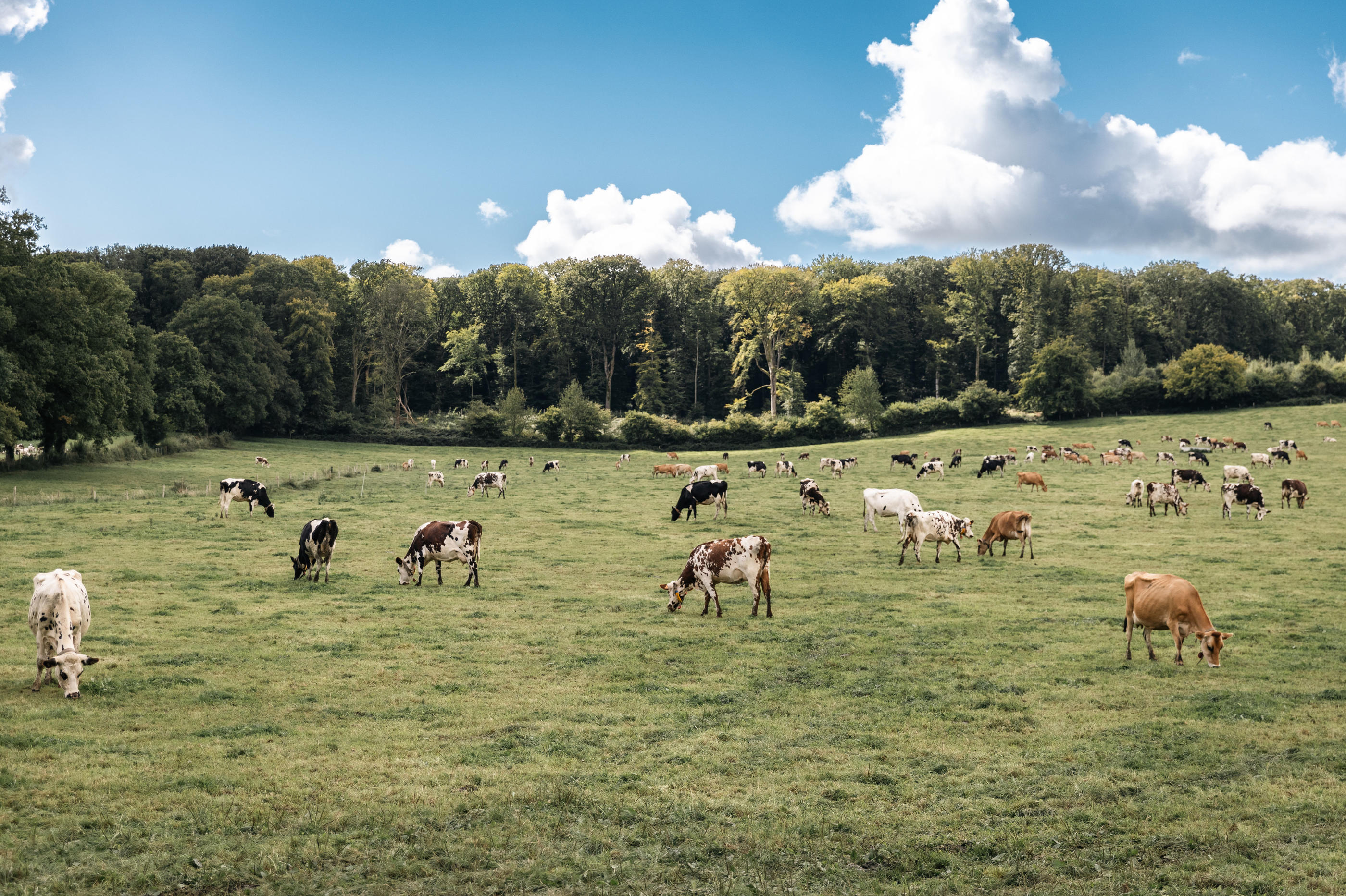 Gouffern-en-Auge (Orne). Dans la ferme expérimentale du Pin, les scientifiques de l'Inrae mettent au point des techniques afin de rendre les vaches plus écolos. LP/Harold Leroy