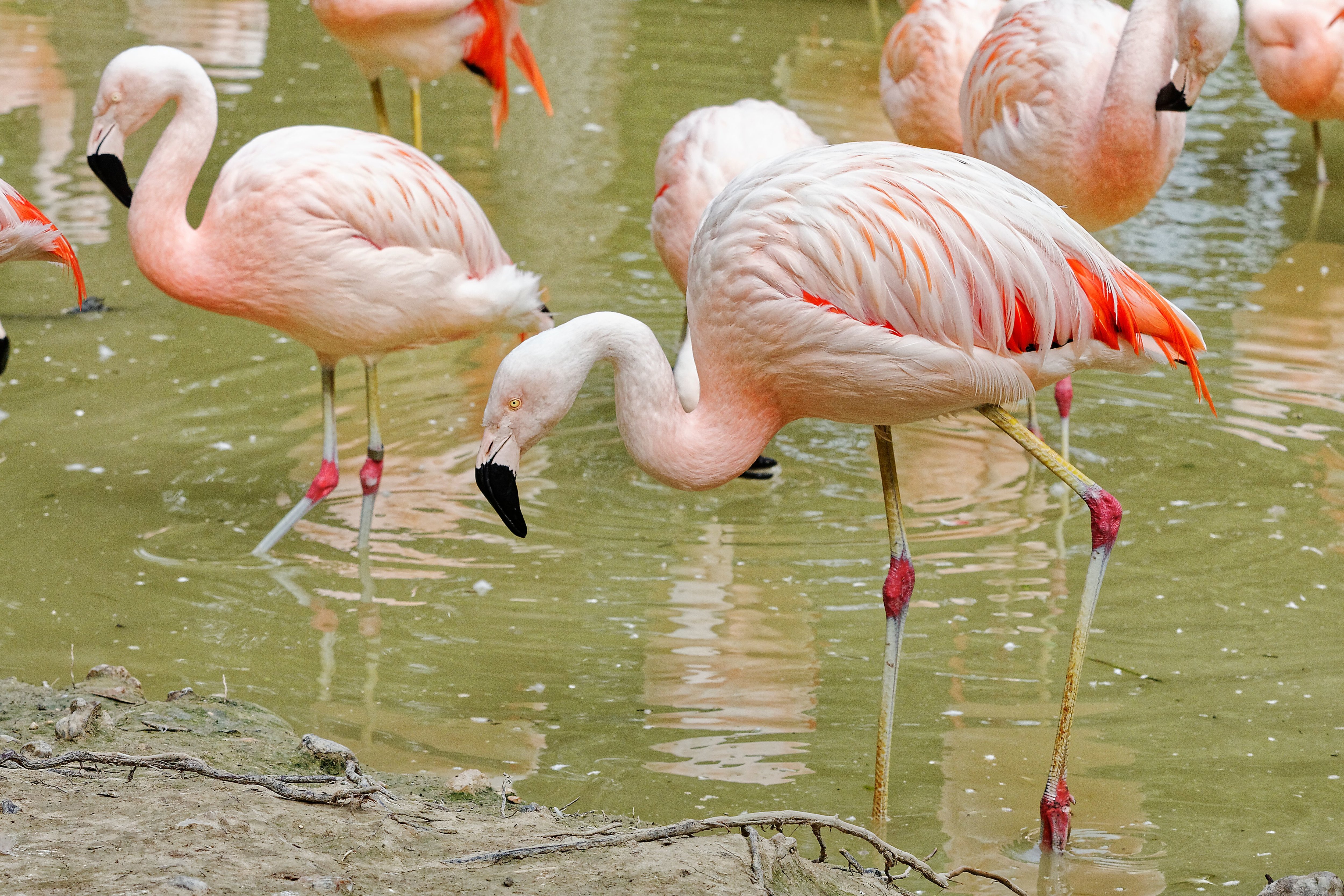 La colonie de flamands roses du Chili va trouver son équilibre au parc Biotropica. #PRESSE30