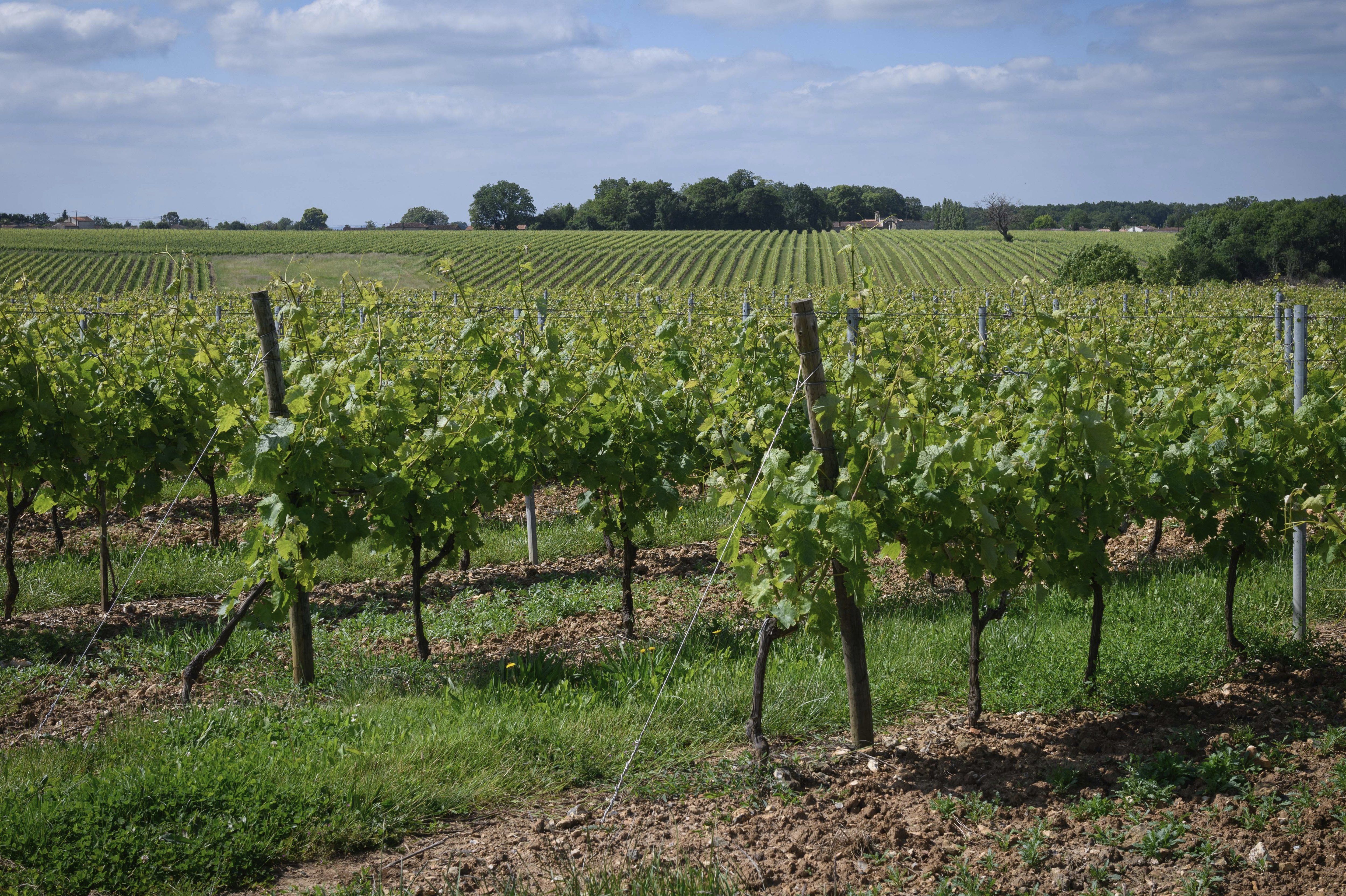 Vignoble de cognac en Charente-Maritime. L’Union générale des viticulteurs pour l’AOC Cognac (UGVC) dénonce les menaces de taxation chinoises sur les eaux-de-vie de cognac. Ces droits additionnels pourraient augmenter de 34,8 % dans les mois à venir. La Chine absorbe un quart des exportations. LP/Fabien Paillot