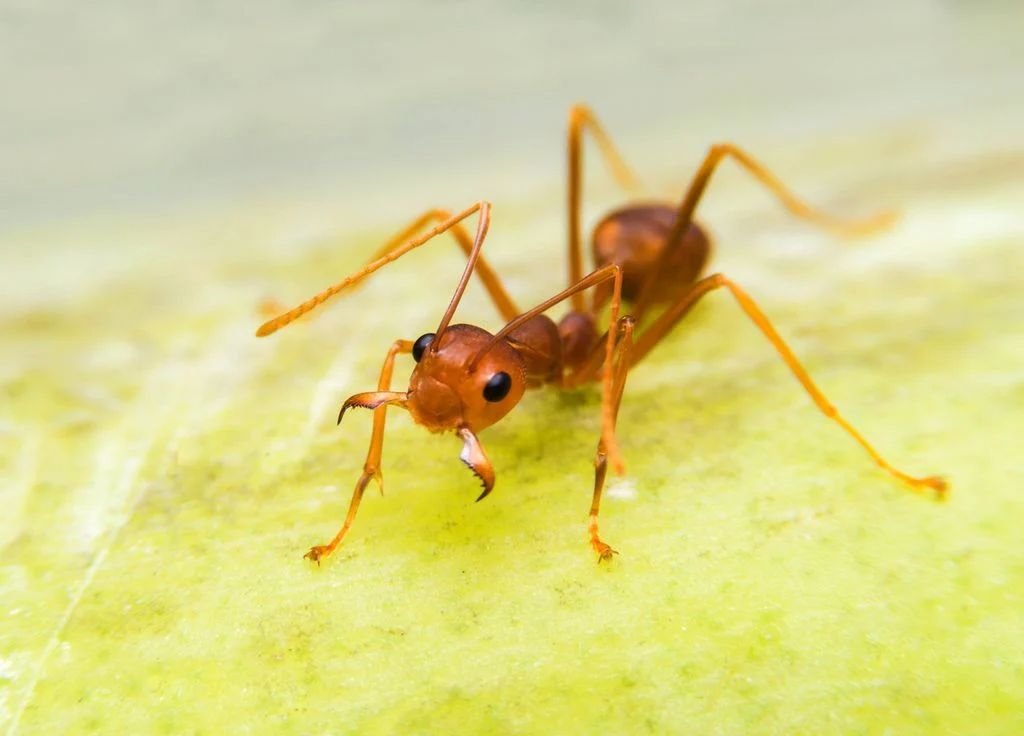 La fourmi électrique, de son nom scientifique Wasmannia auropunctata, inquiète en France. En cause : sa prolifération très rapide, ses piqûres très douloureuses pour l'homme et le danger qu'elle représente pour la biodiversité. DR