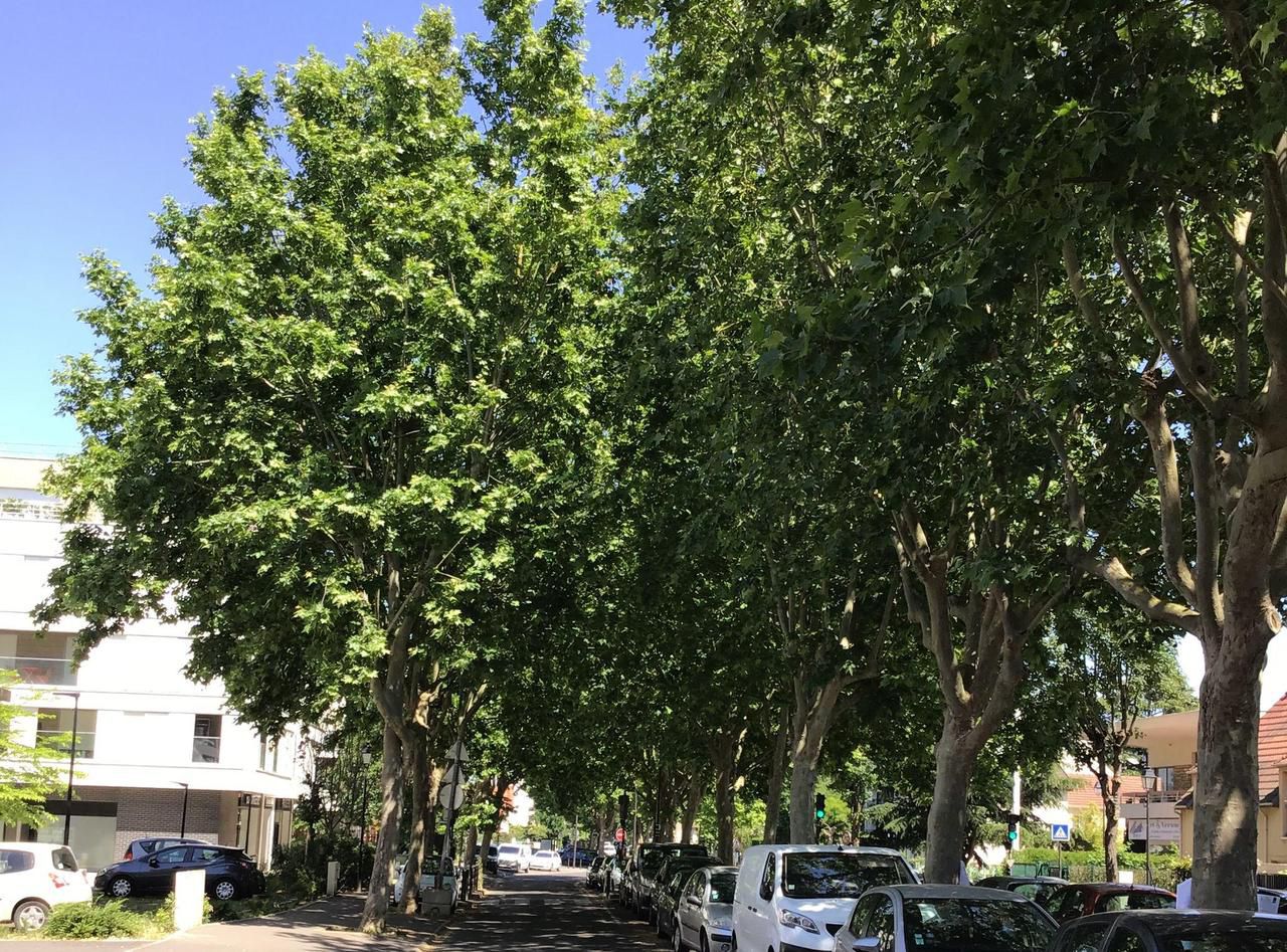 <b></b> Antony. 75 arbres devaient être abattus dans la rue Adolphe-Pajeaud pour le réaménagement de la D 67A. DR.