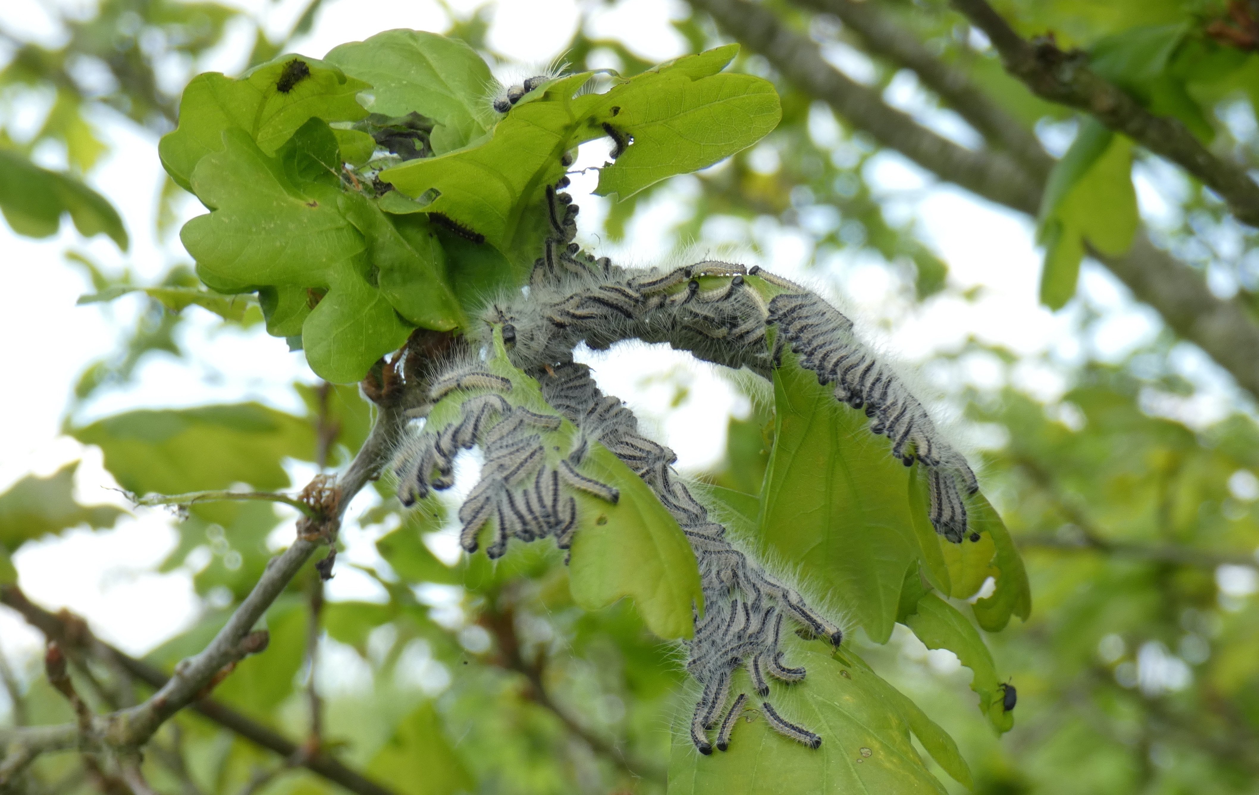 Les chenilles processionnaires du chêne tiennent leur nom de la manière dont elles se déplacent, les unes derrières les autres, entre leur nid et les branches de l'arbre. Christophe Bailly