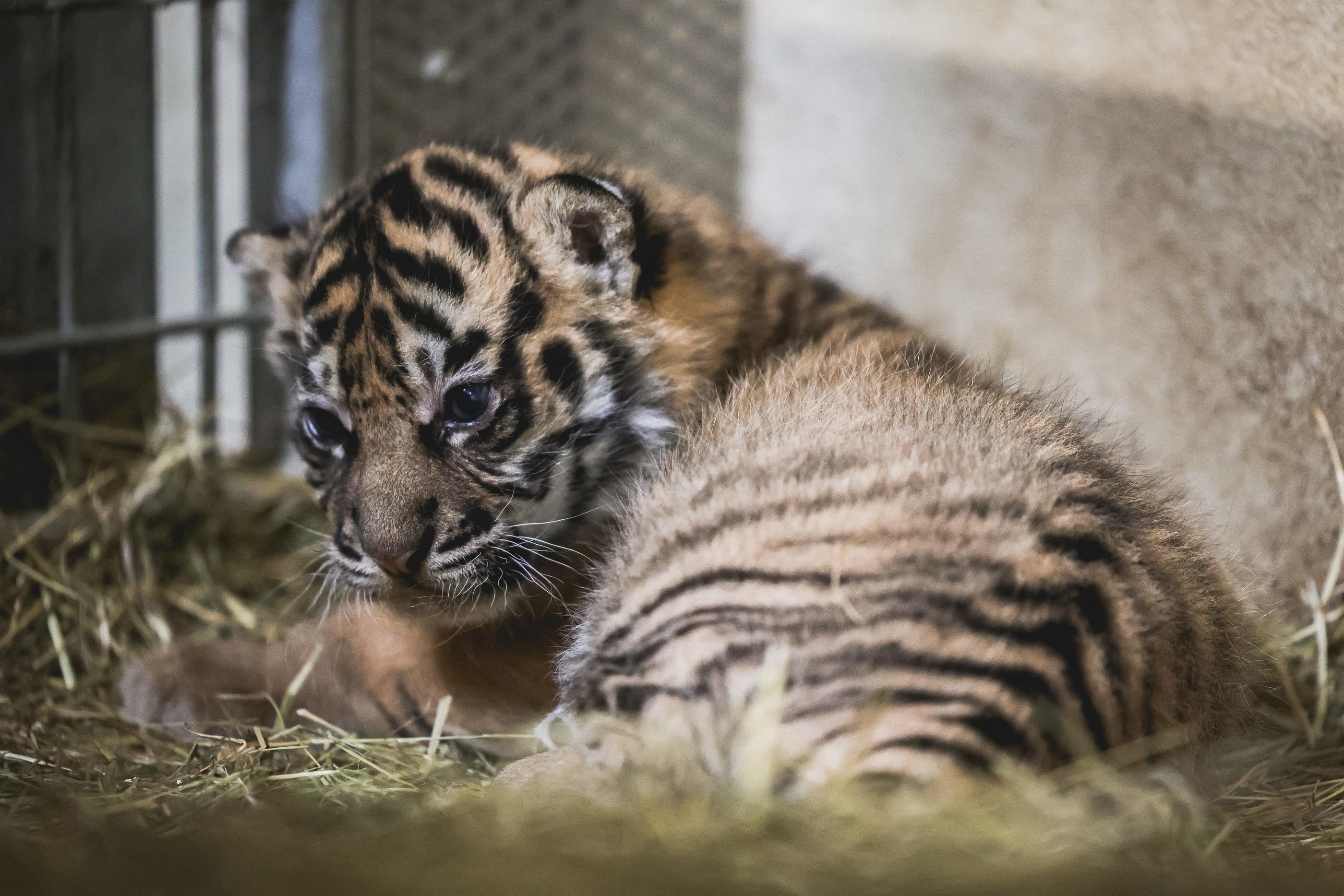 Les deux bébés tigres de Sumatra nés le 22 mars au zoo d'Amiens seront présentés au public début juin. PhotoPQR/Le Courrier picard/Charles Bury