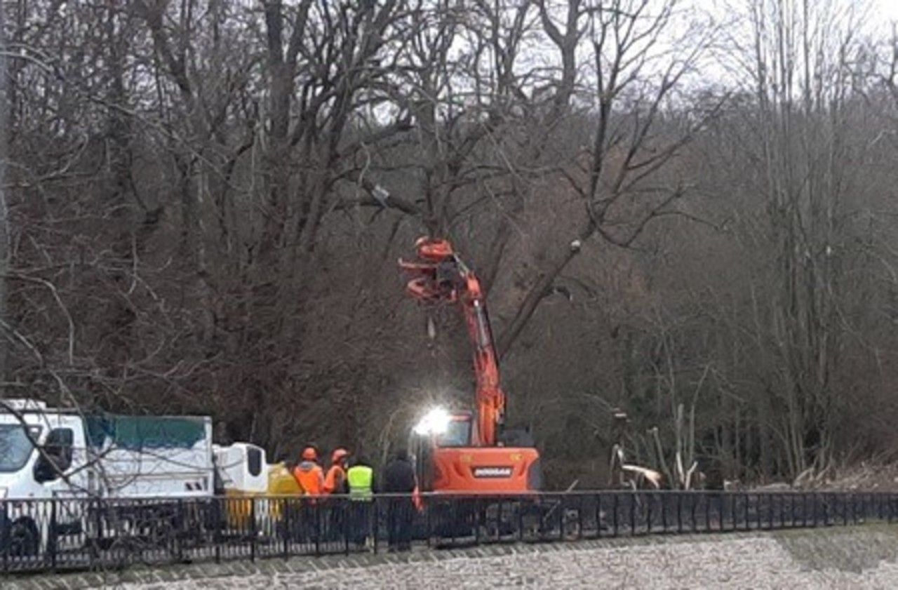 <b></b> Ville-d’Avray. L’abattage des neuf arbres a eu lieu mardi.