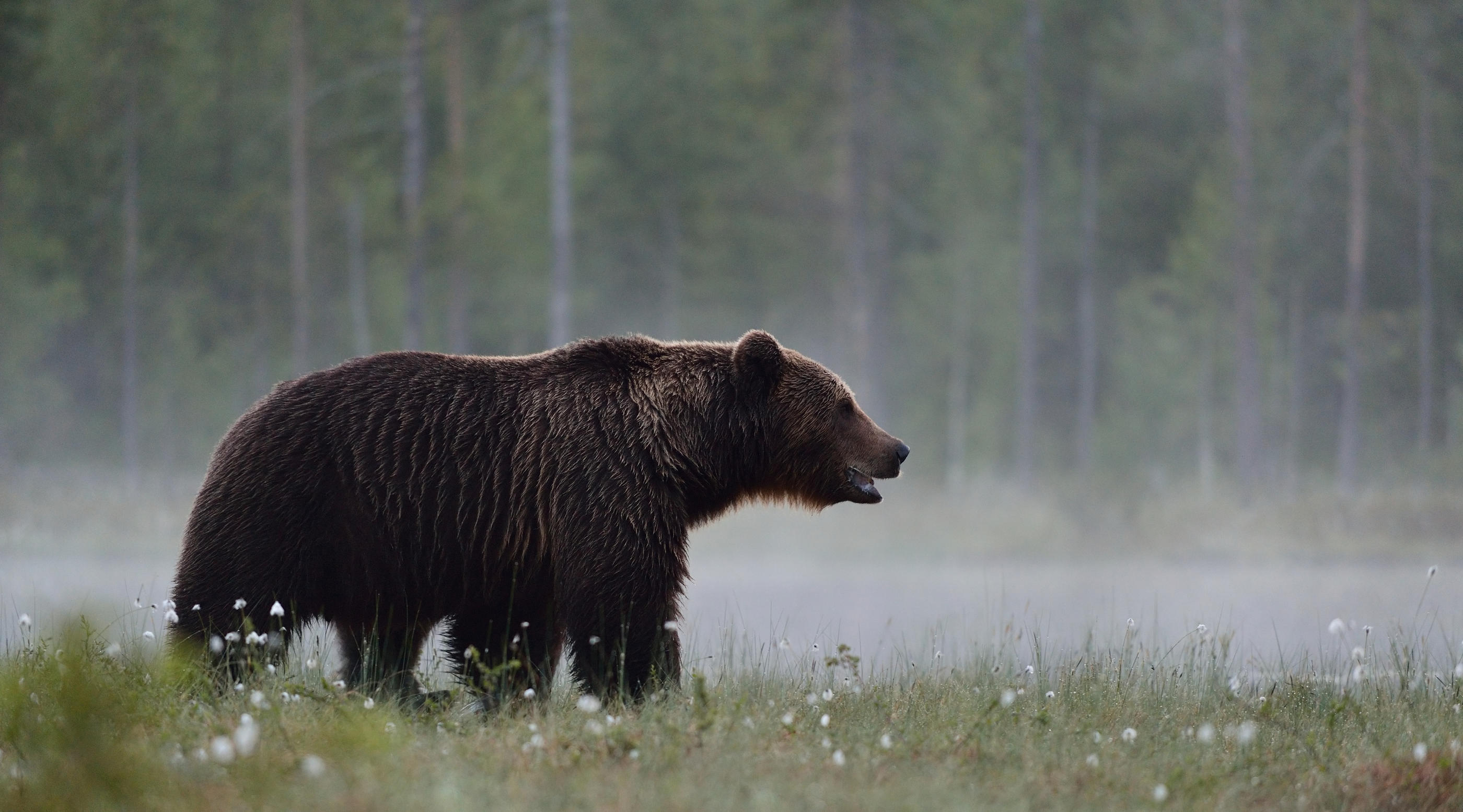 Le Réseau Ours Brun estime indispensable d’effectuer de nouveaux lâchers d'ours pour éviter les risques de consanguinité et pérenniser l’espèce, réintroduite en 2013. Istock/ErikMandre