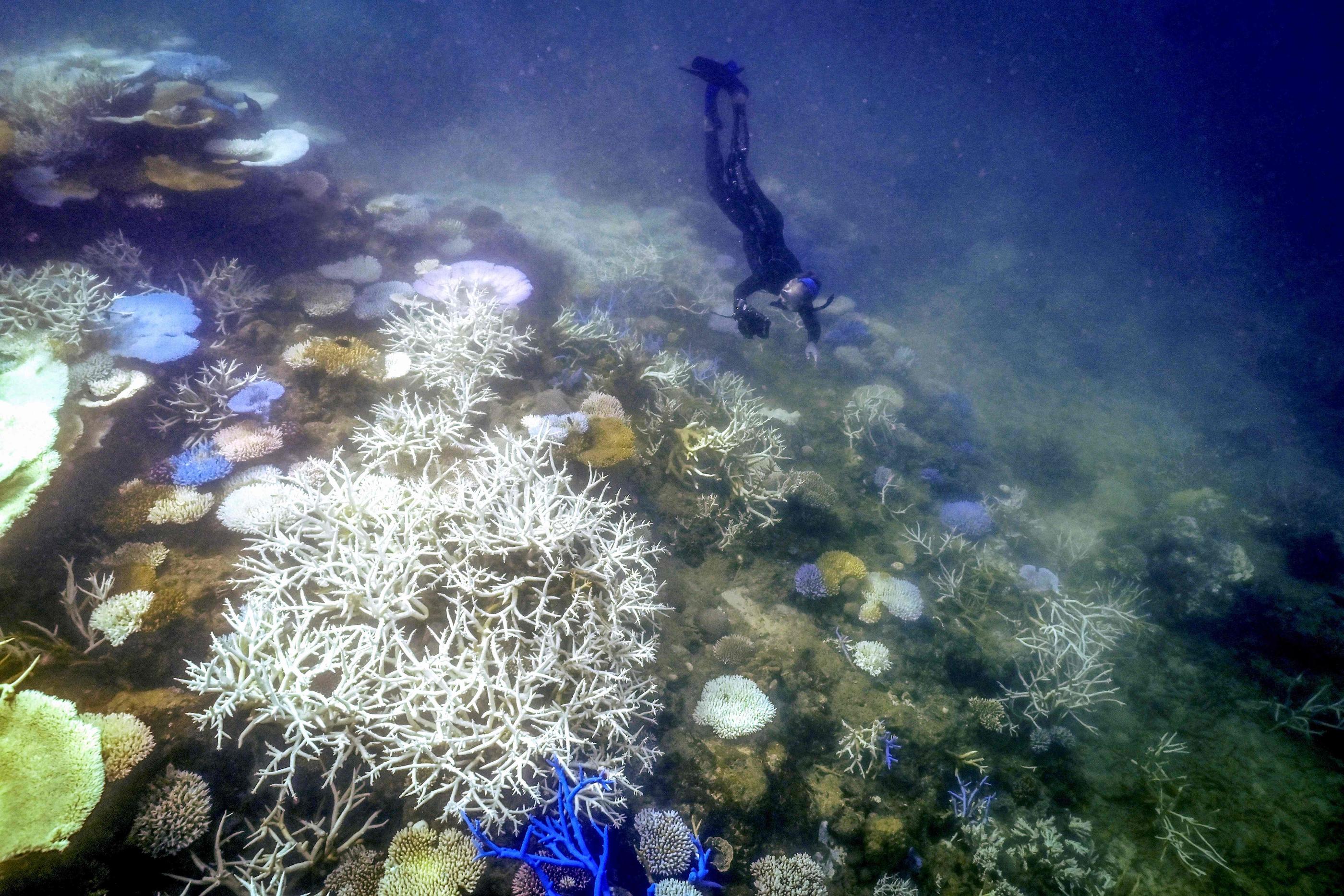 Certains des coraux présents sur cette photo, prise le 5 avril 2024 nord de la ville de Cairns (Australie), sont décolorés et morts. AFP/David Gray