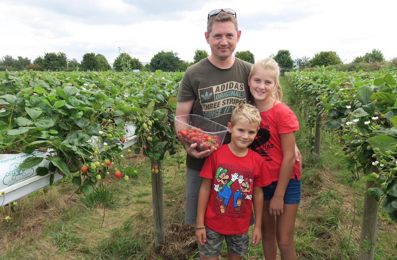 <b></b> Villenoy, dimanche 20 août. David, venu cueillir quelques fraises avec ses enfants Clément et Amandine, apprécie les produits qui poussent à la ferme de Rutel. 